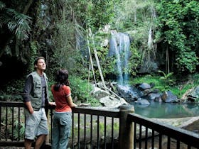 Joalah section, Tamborine National Park