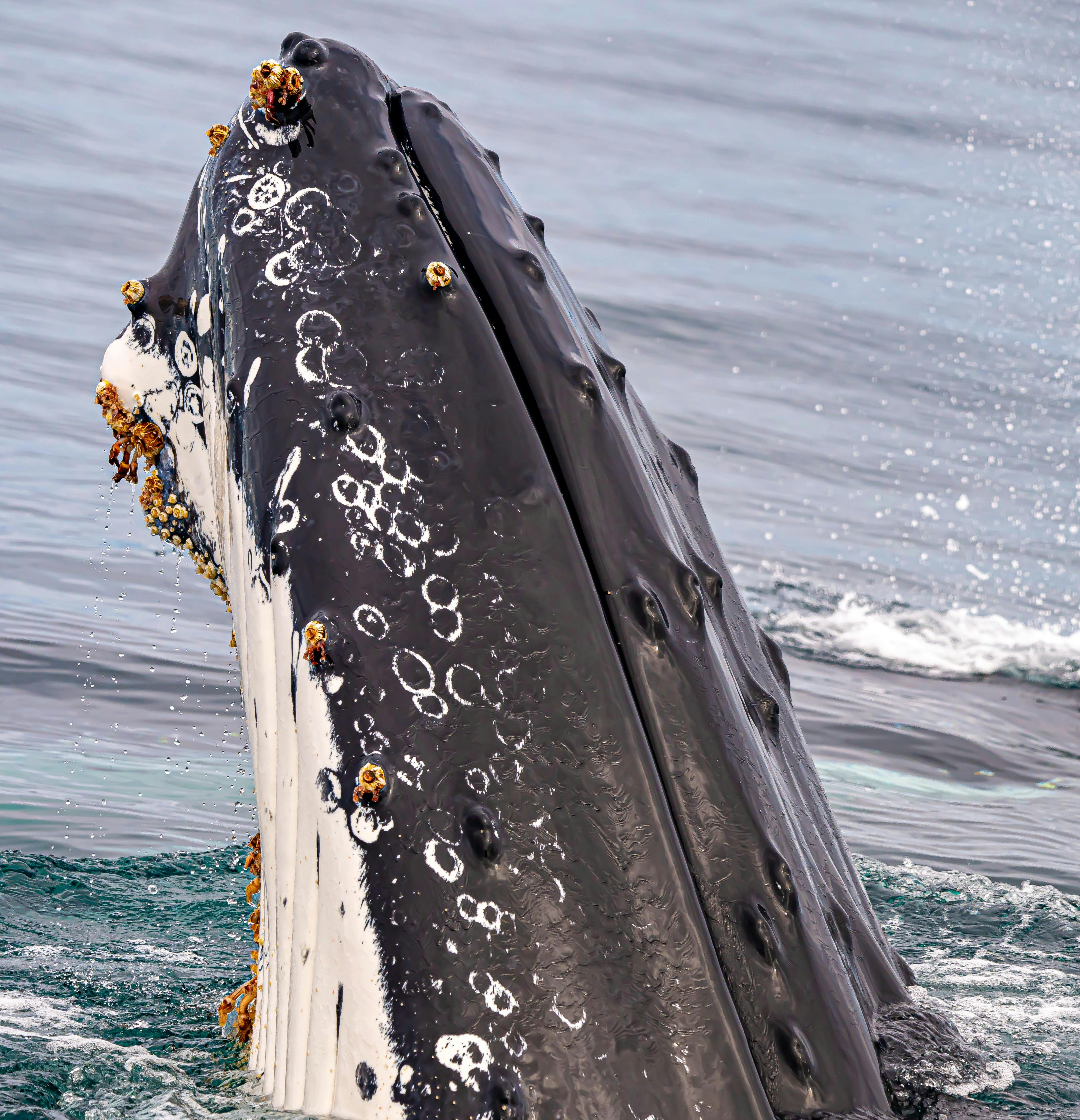 Whales