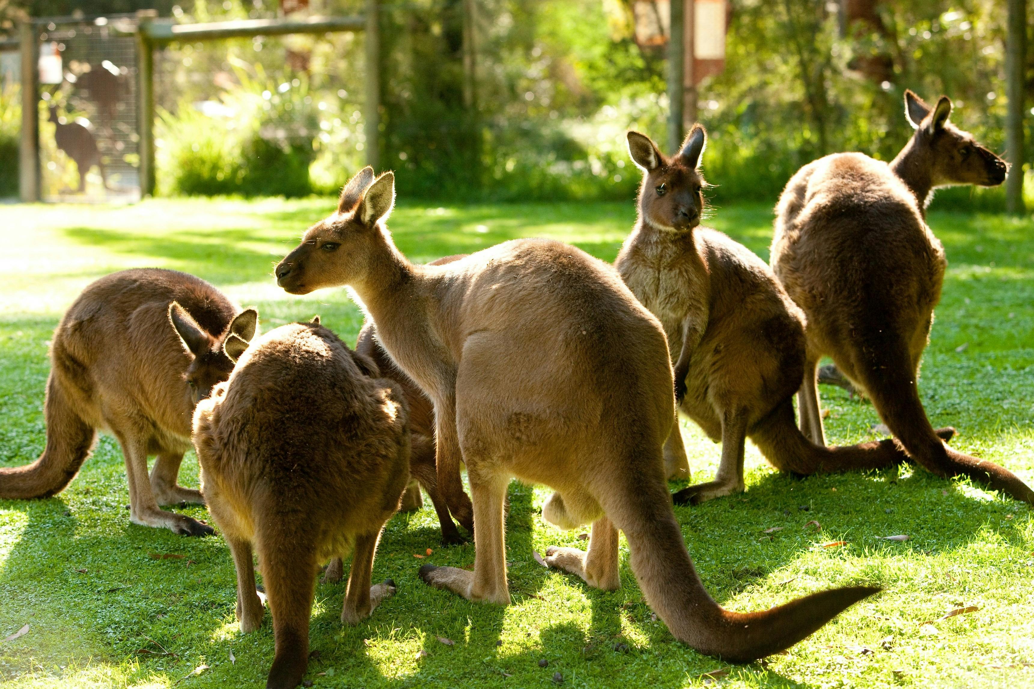 Healesville Sanctuary, Yarra Valley