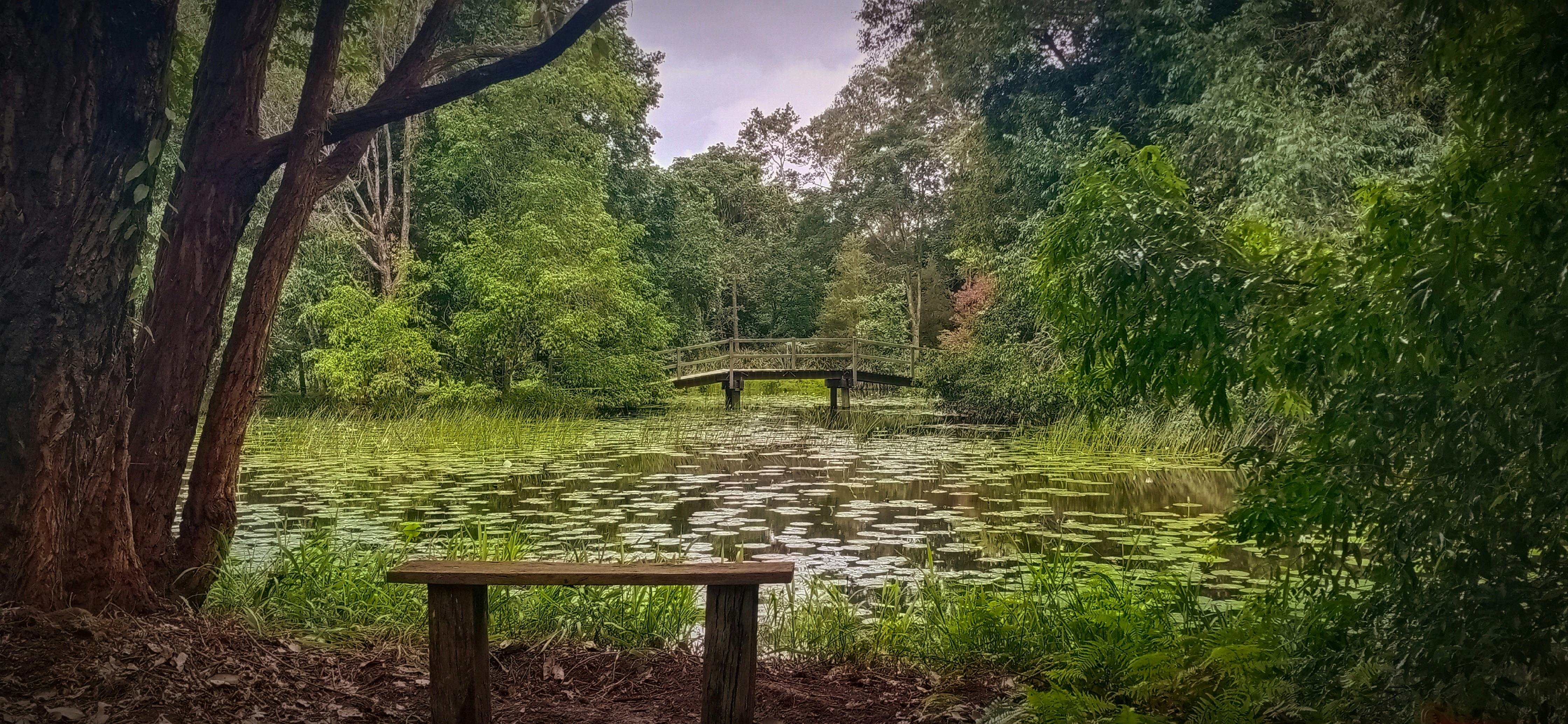 Lilypad lake with bridge and island