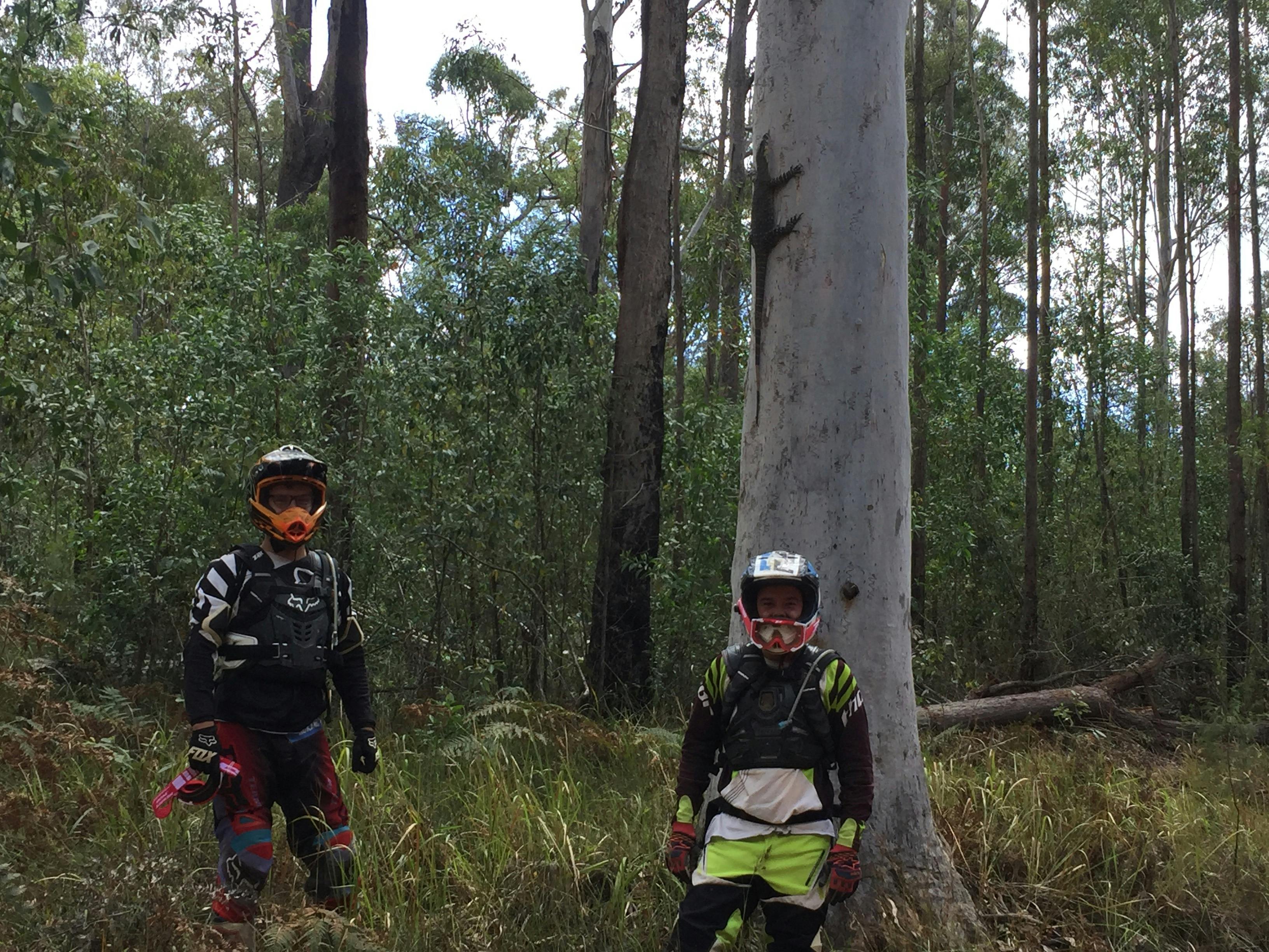 Wild life encounters, Glass House Mountains Trail Bike Tours