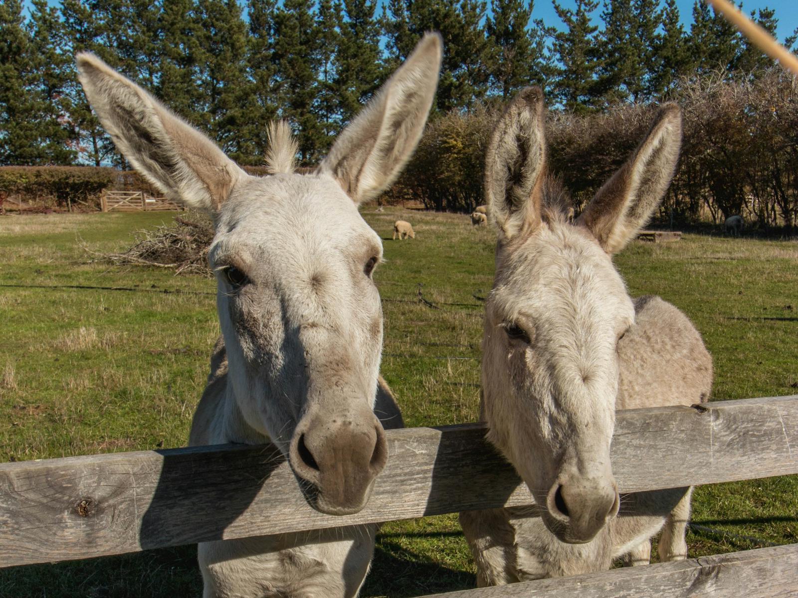 two donkeys looking over a fence