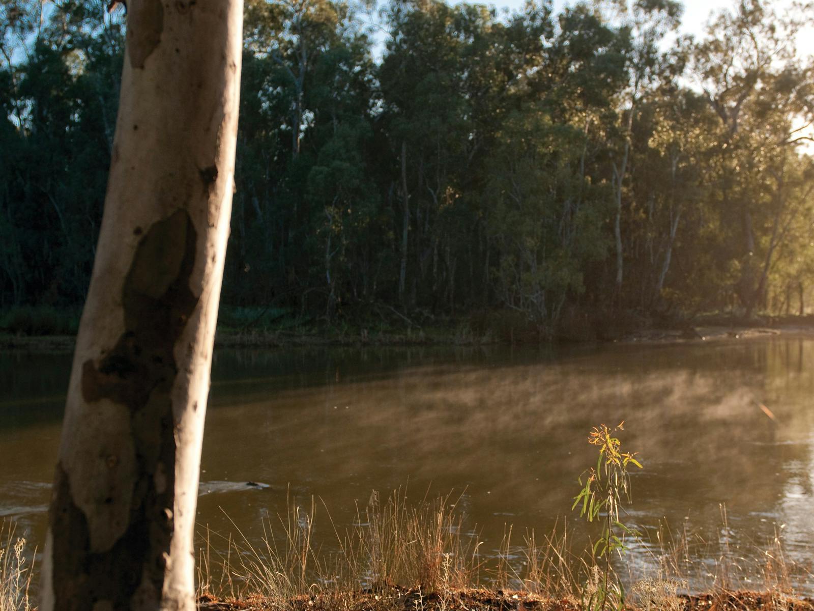 Barmah National Park