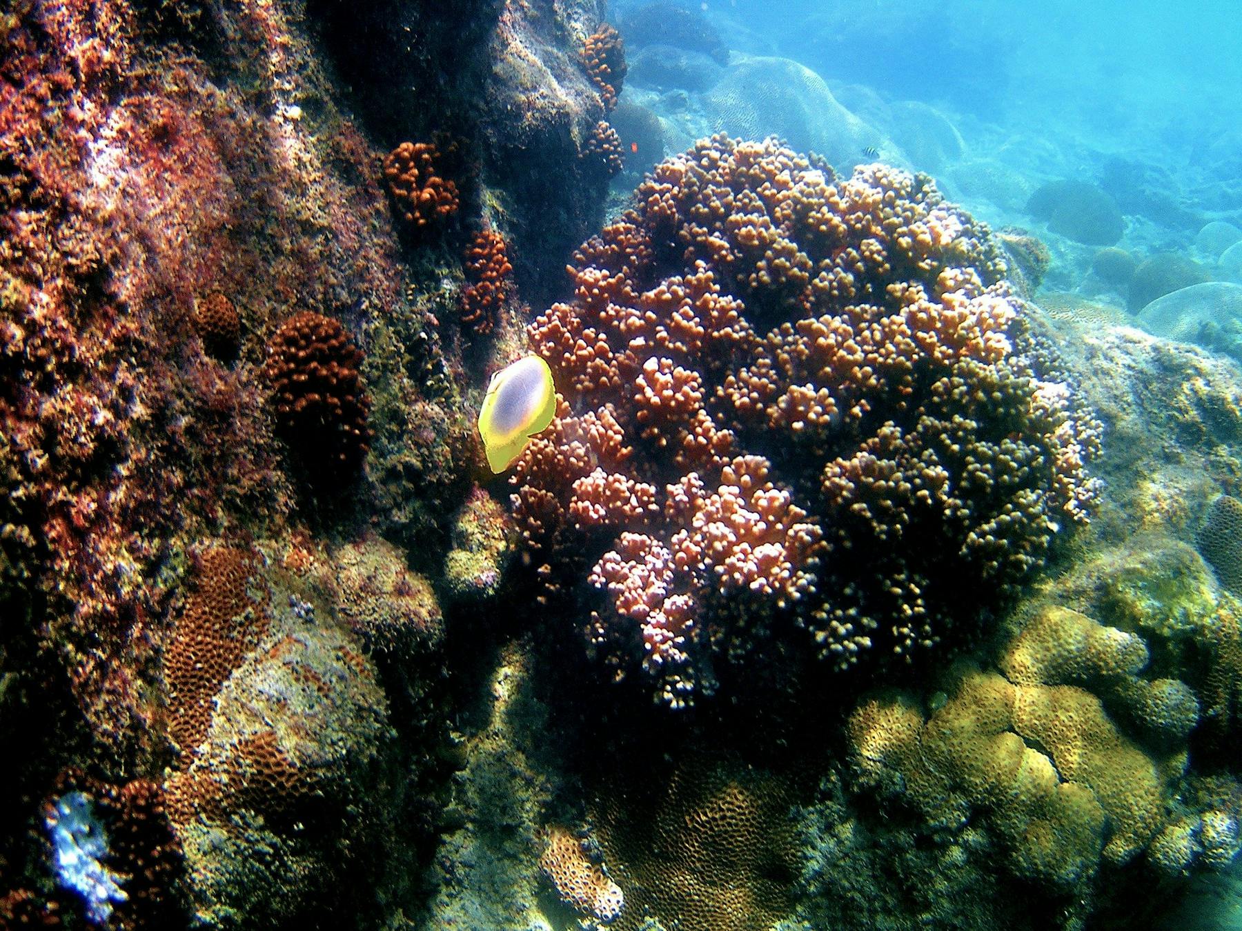 Snorkel the reef right from the beach