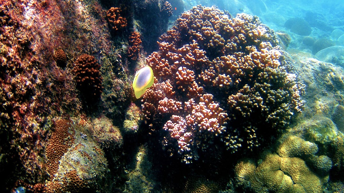 Snorkel the reef right from the beach