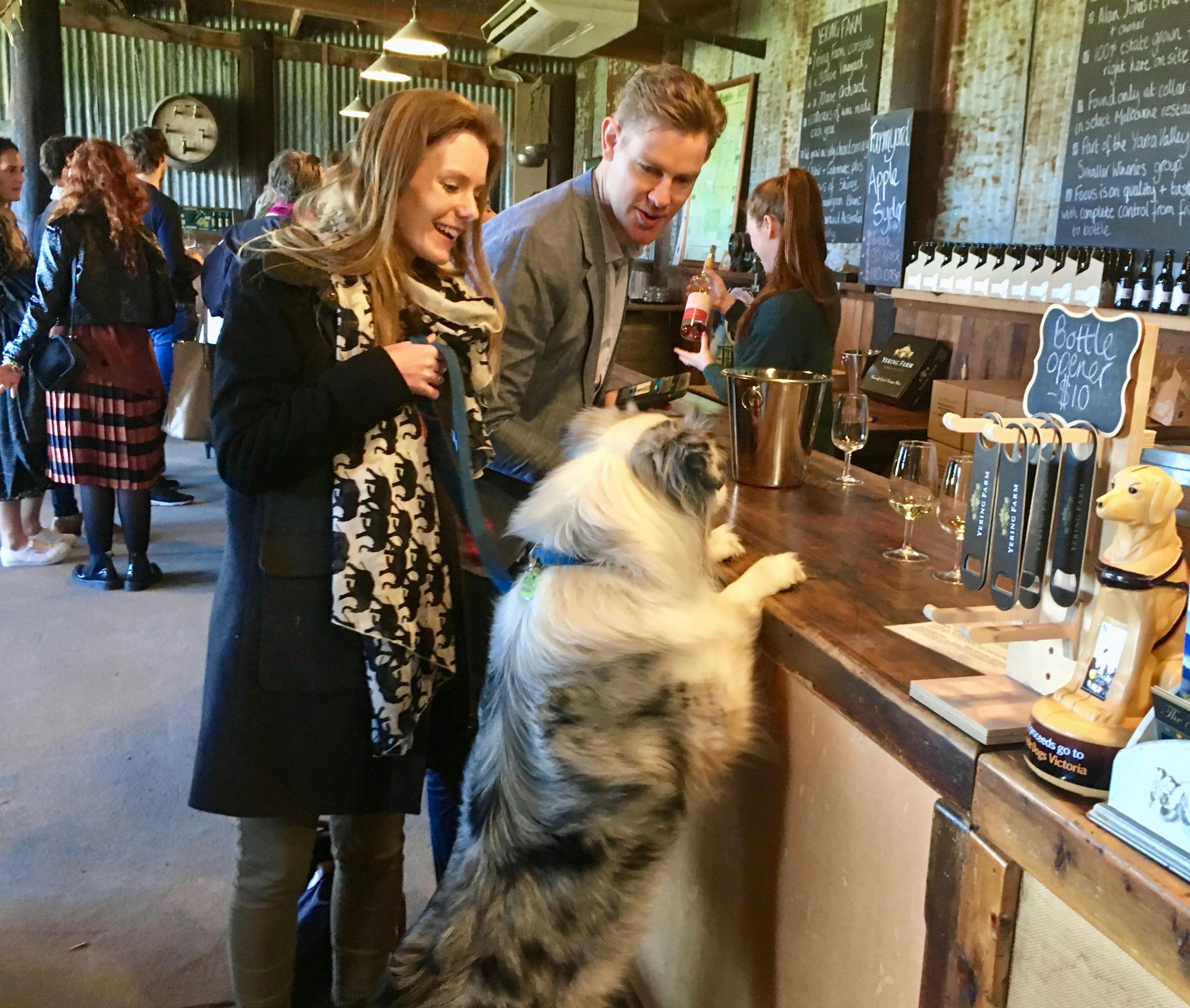 Aussie Shepherd enjoying a wine tasting on his Pooches &Pinot private wine tour