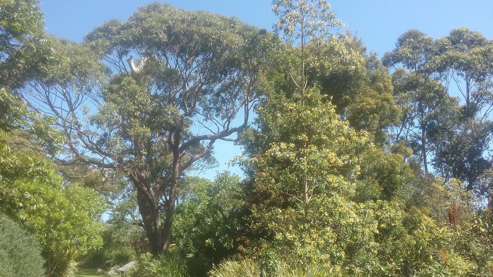 Eucalyptus botrioides - Bangalay Gum