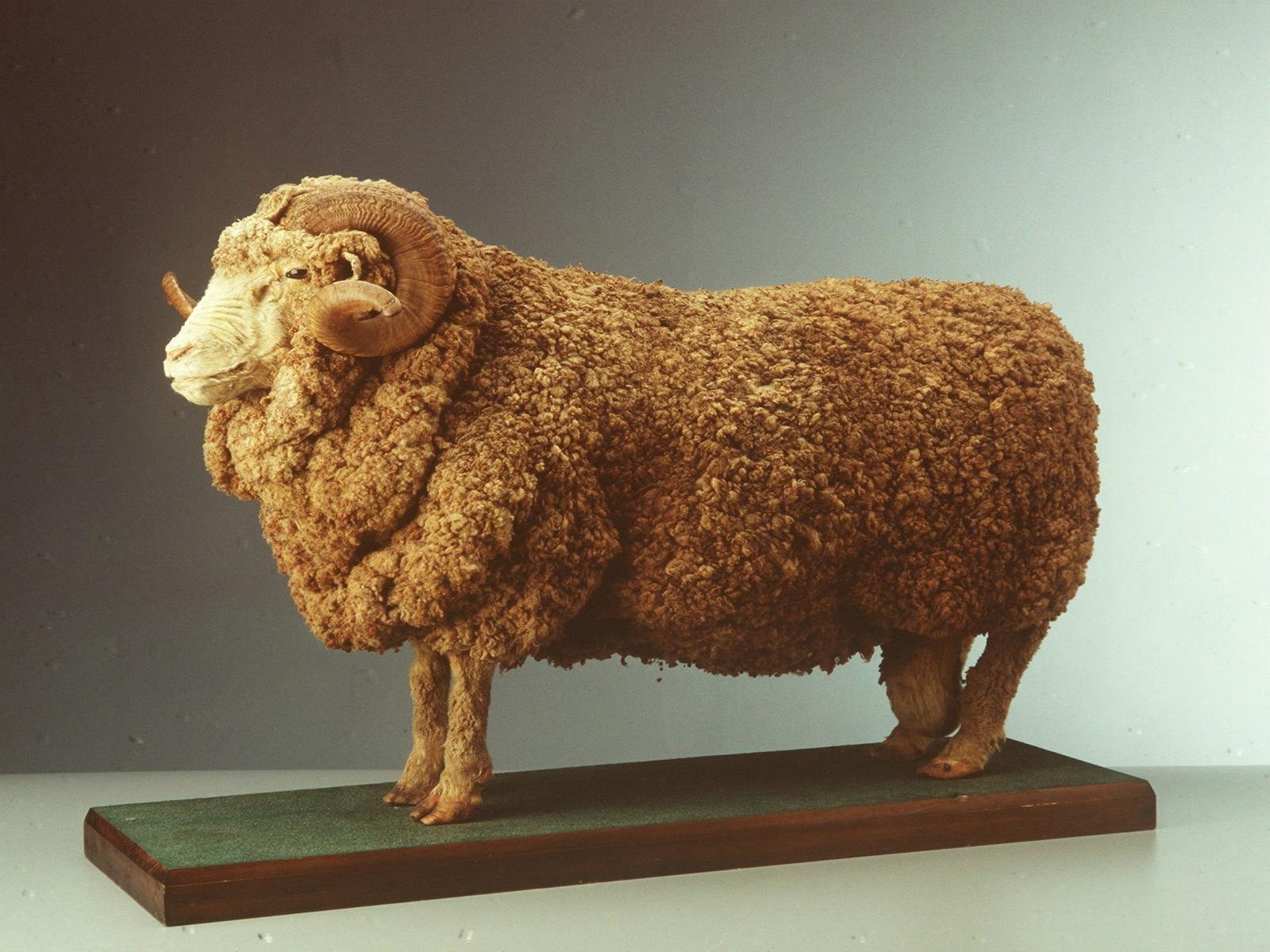 Image for Back to Back Wool Challenge