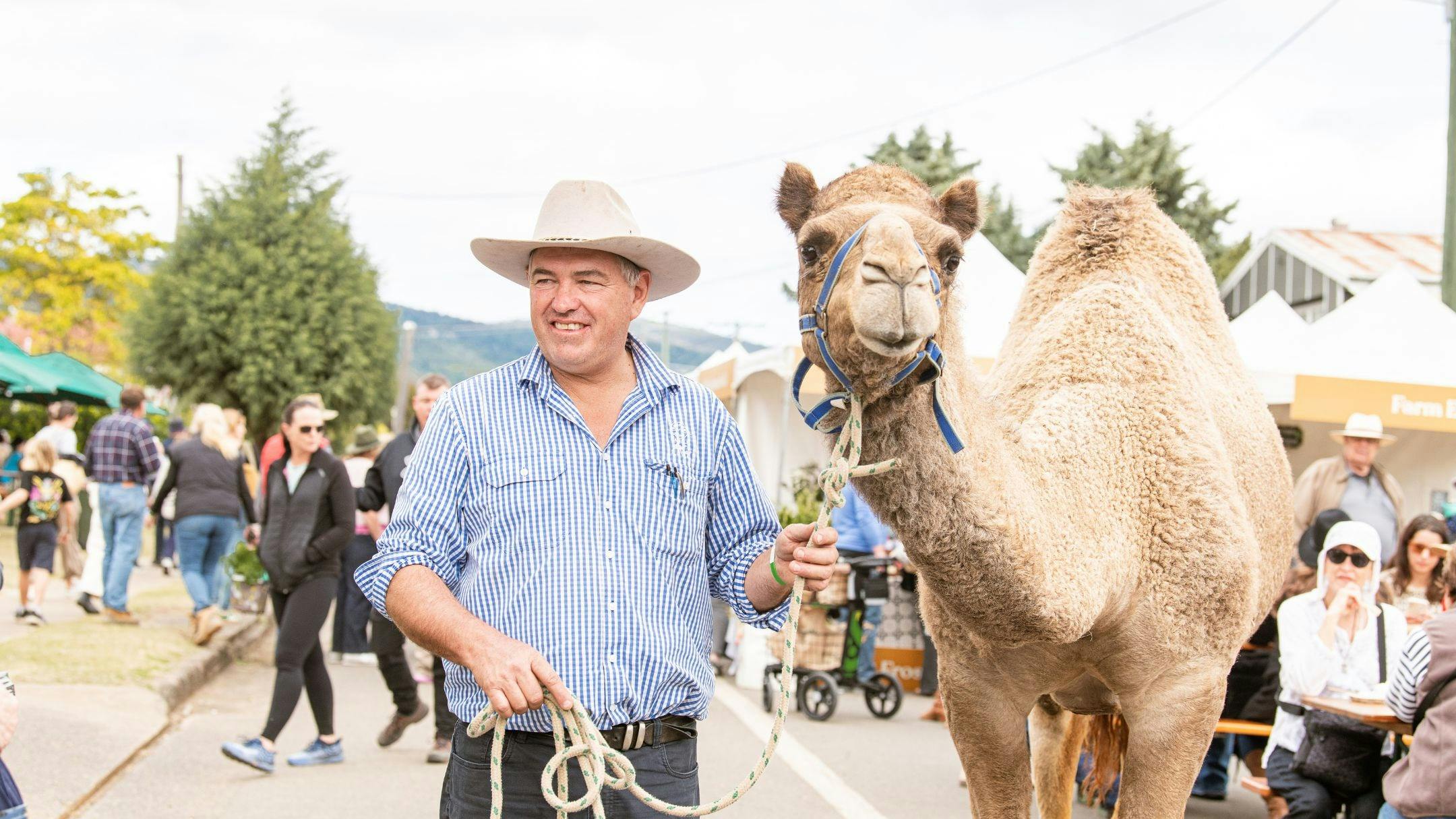 Man smiling walking a camel around the festival to show visitors.