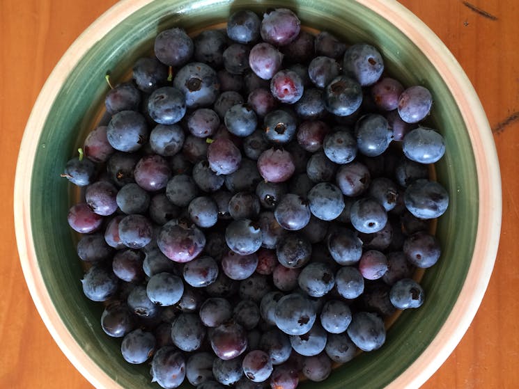 Organic Blue Berries. Learn how to grow fruit and vegetables organically.  Farm Tour & Workshops $35