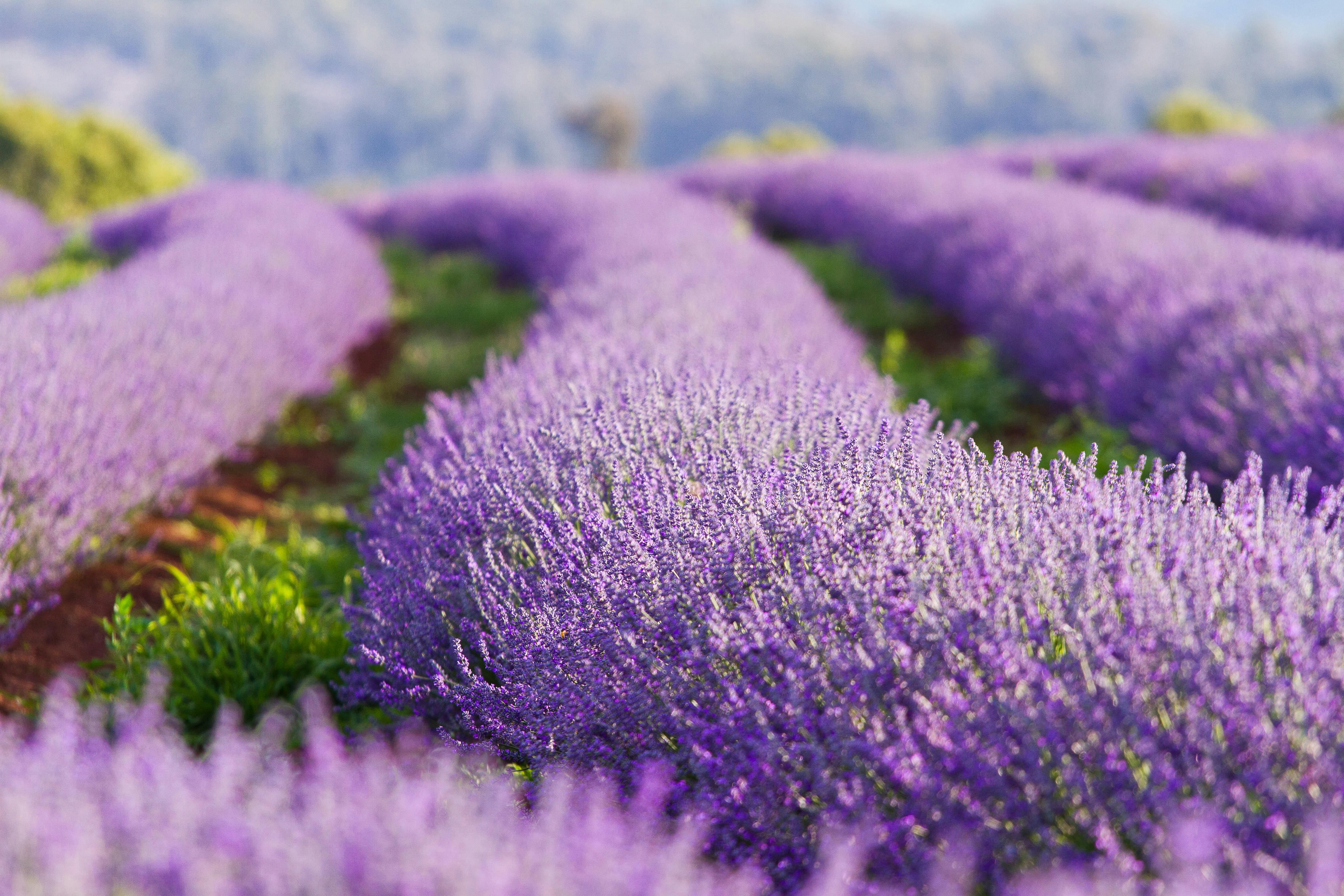 See the harvest of lavender at Bridestowe Lavender Estate
