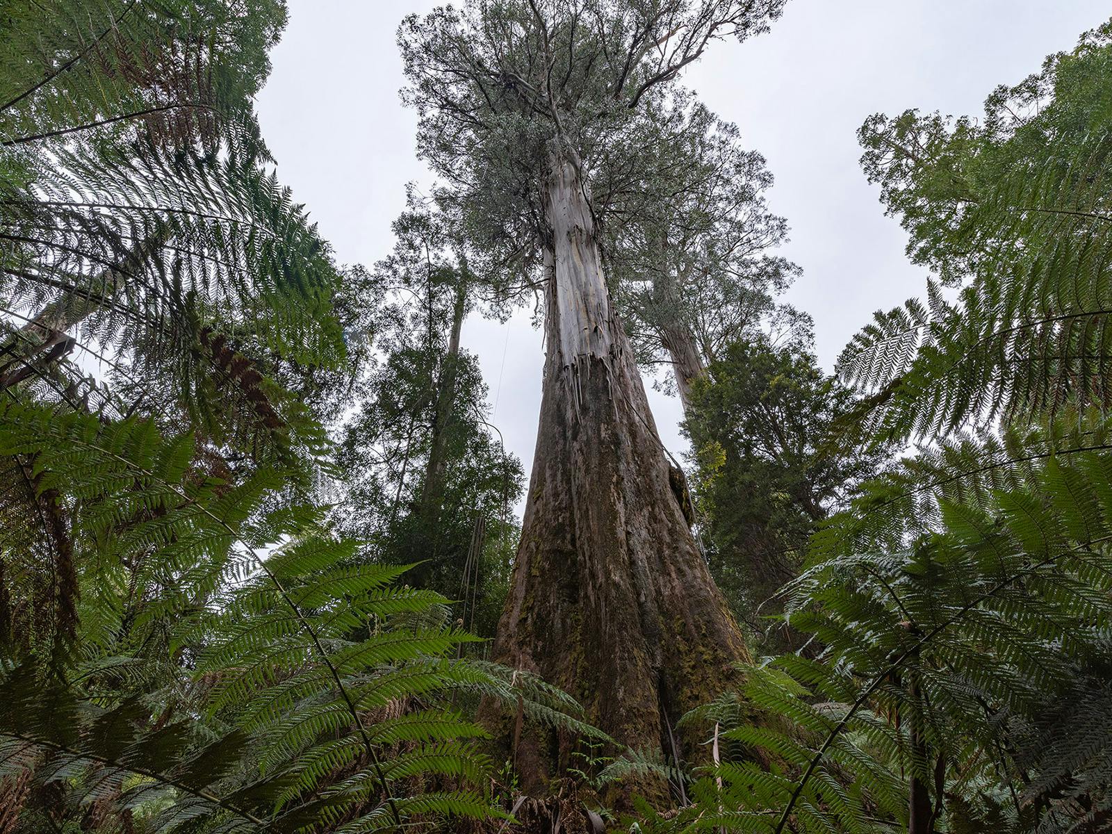 Giant trees in Tasmania's Styx Valley