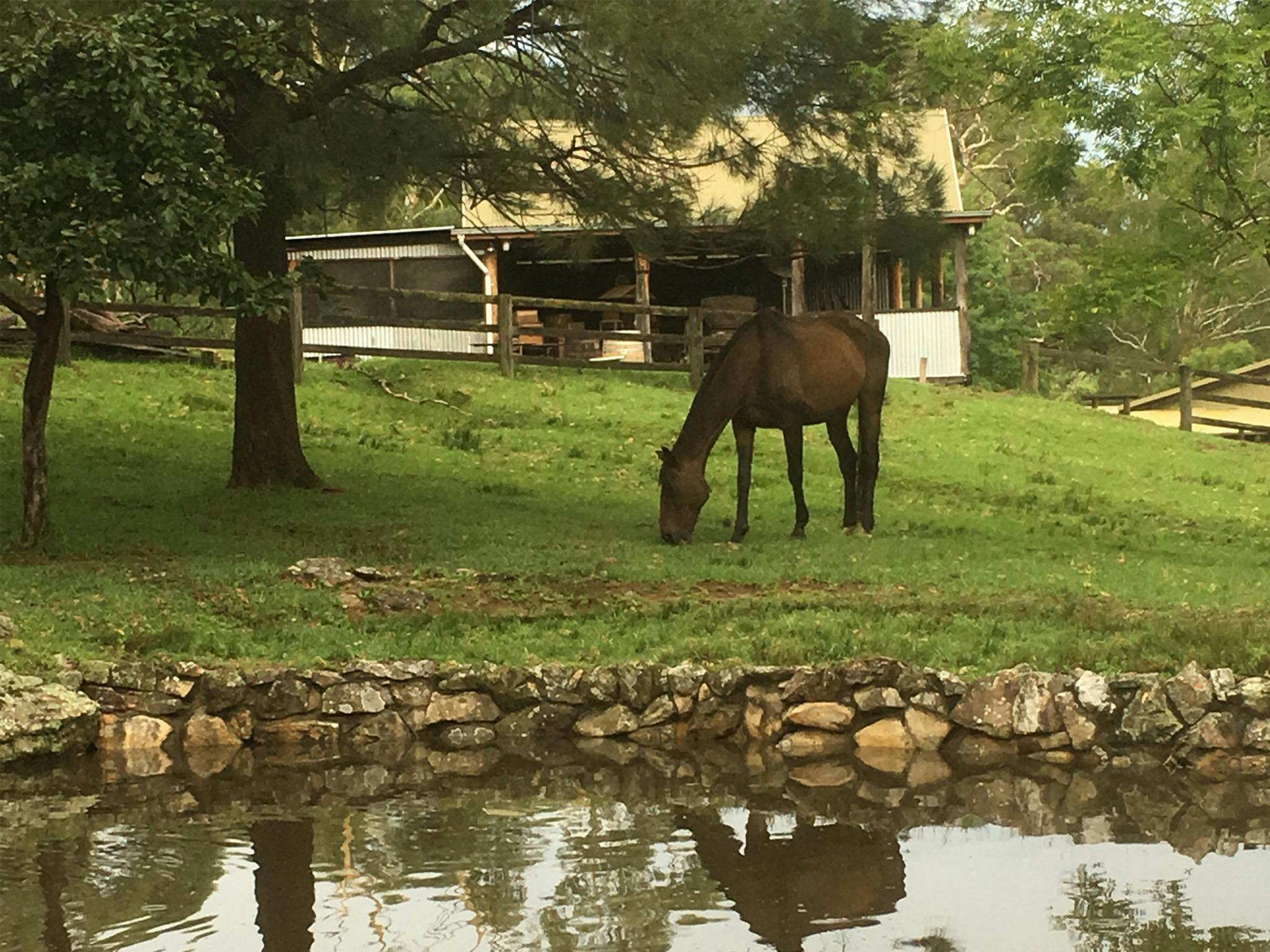 Horse at Tasting Barn