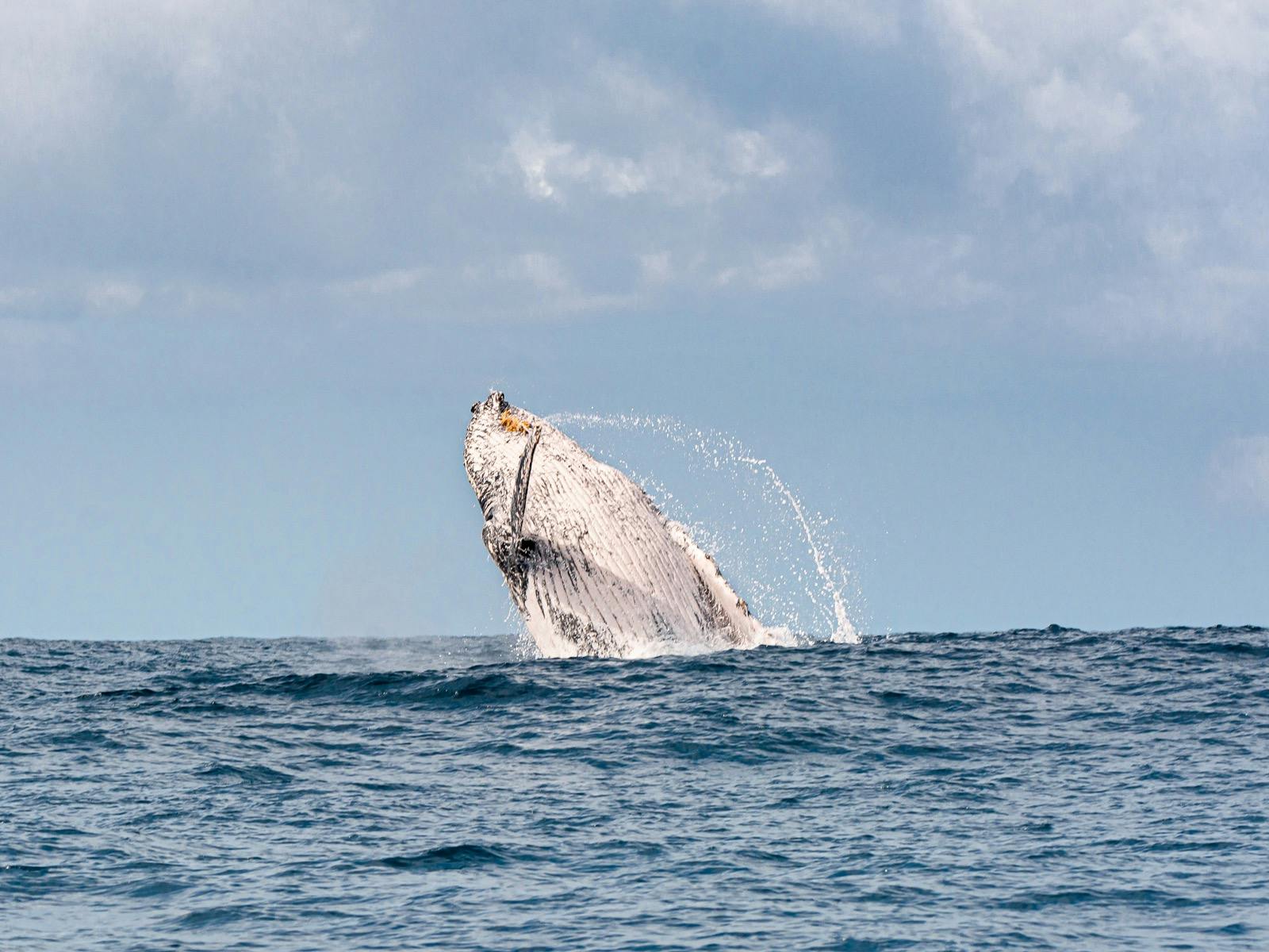 Whale Breaching