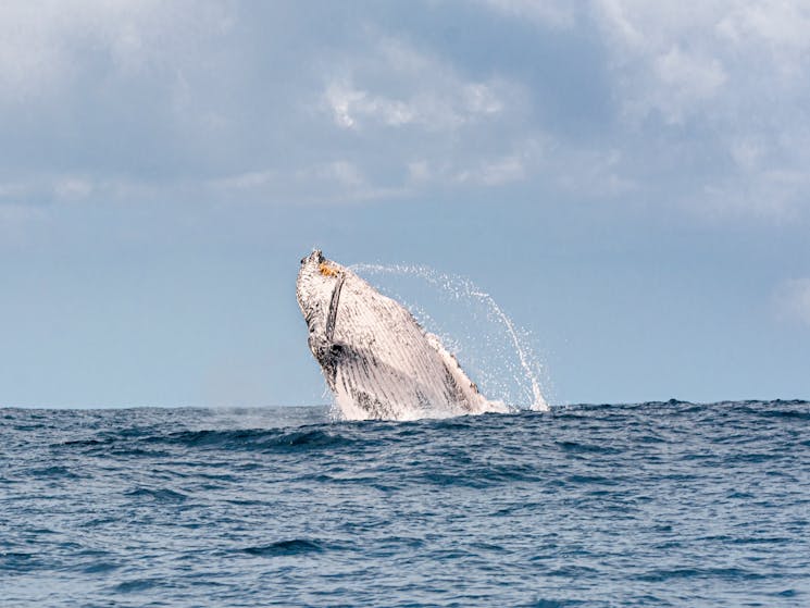 Whale Breaching