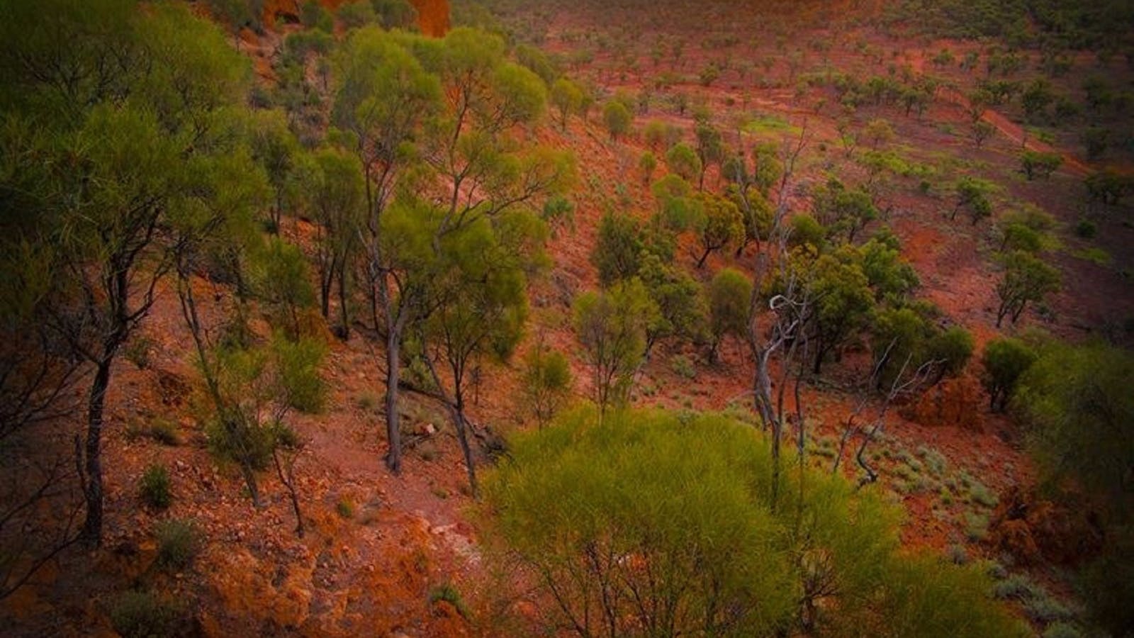 Baldy Top Lookout
