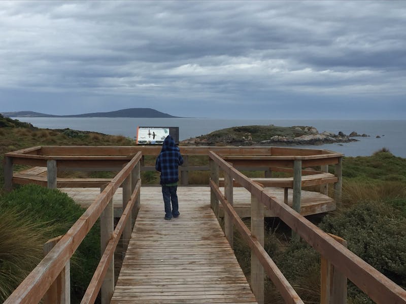 View Mutton birds on dusk from the viewing platform Flinders Island Tasmania