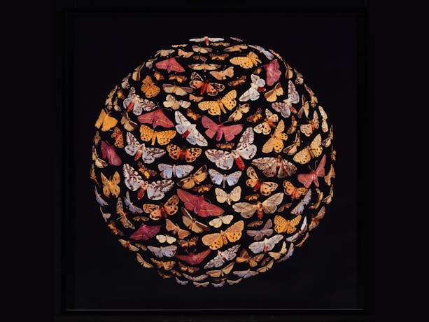 Colourful butterflies on a black background.