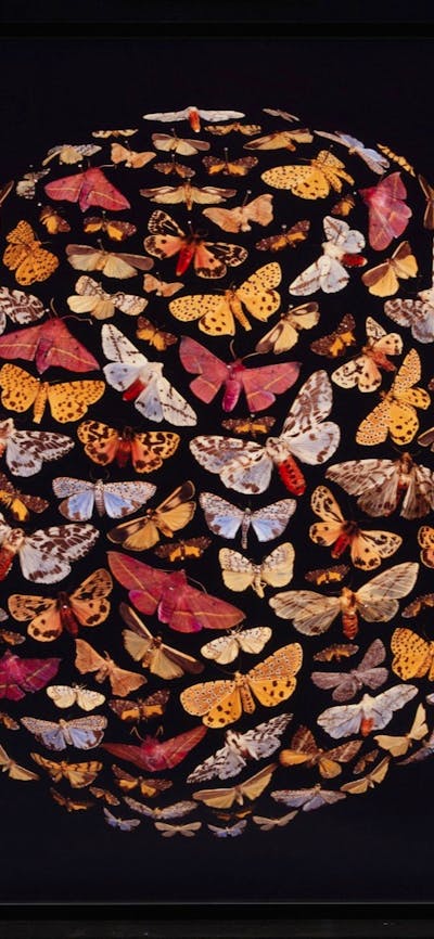 Colourful butterflies on a black background.