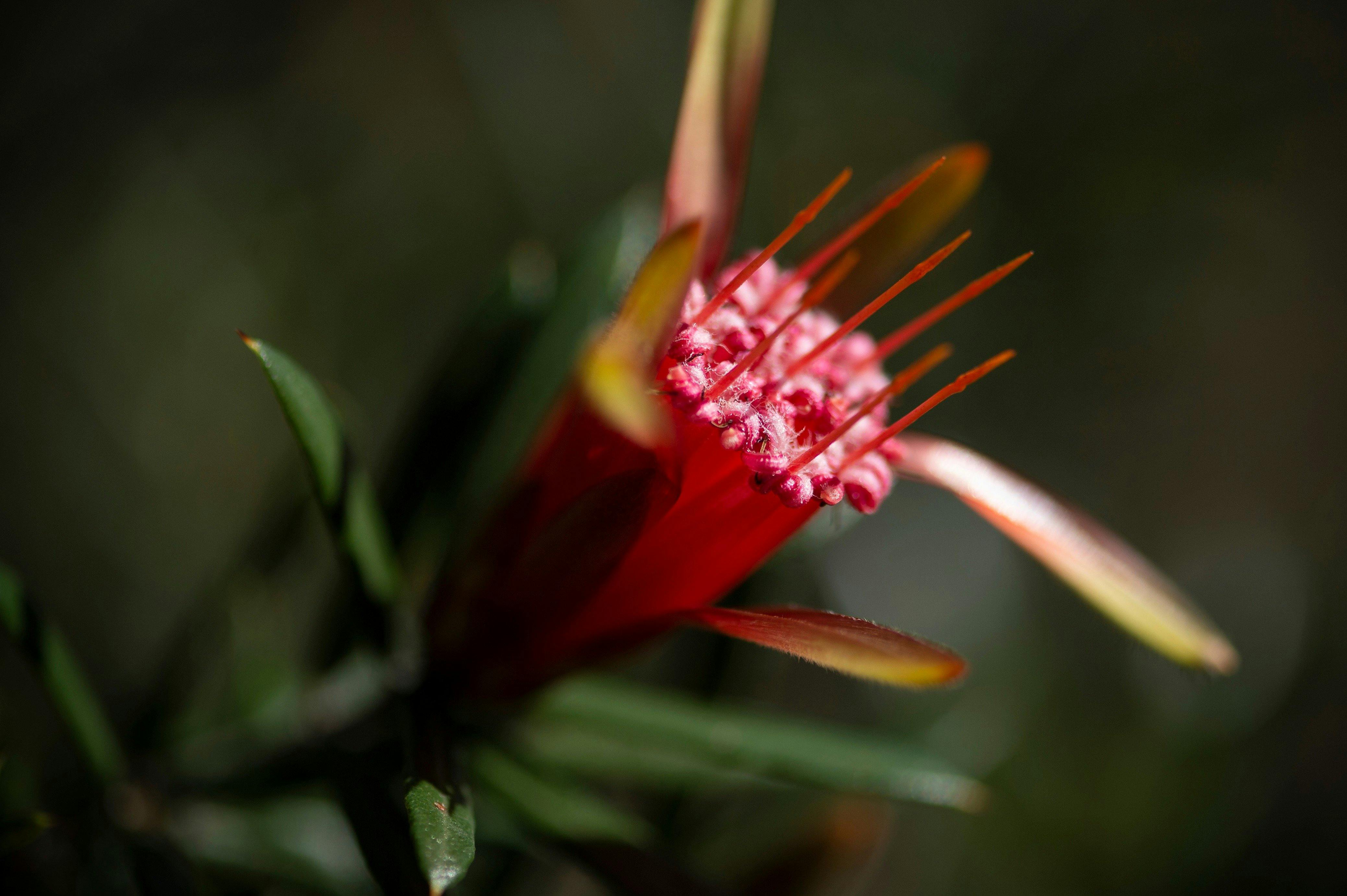 Mountain Devi at the Kur-ring-gai Wildflower Garden