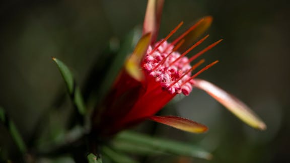 Ku-ring-gai Wildflower Garden