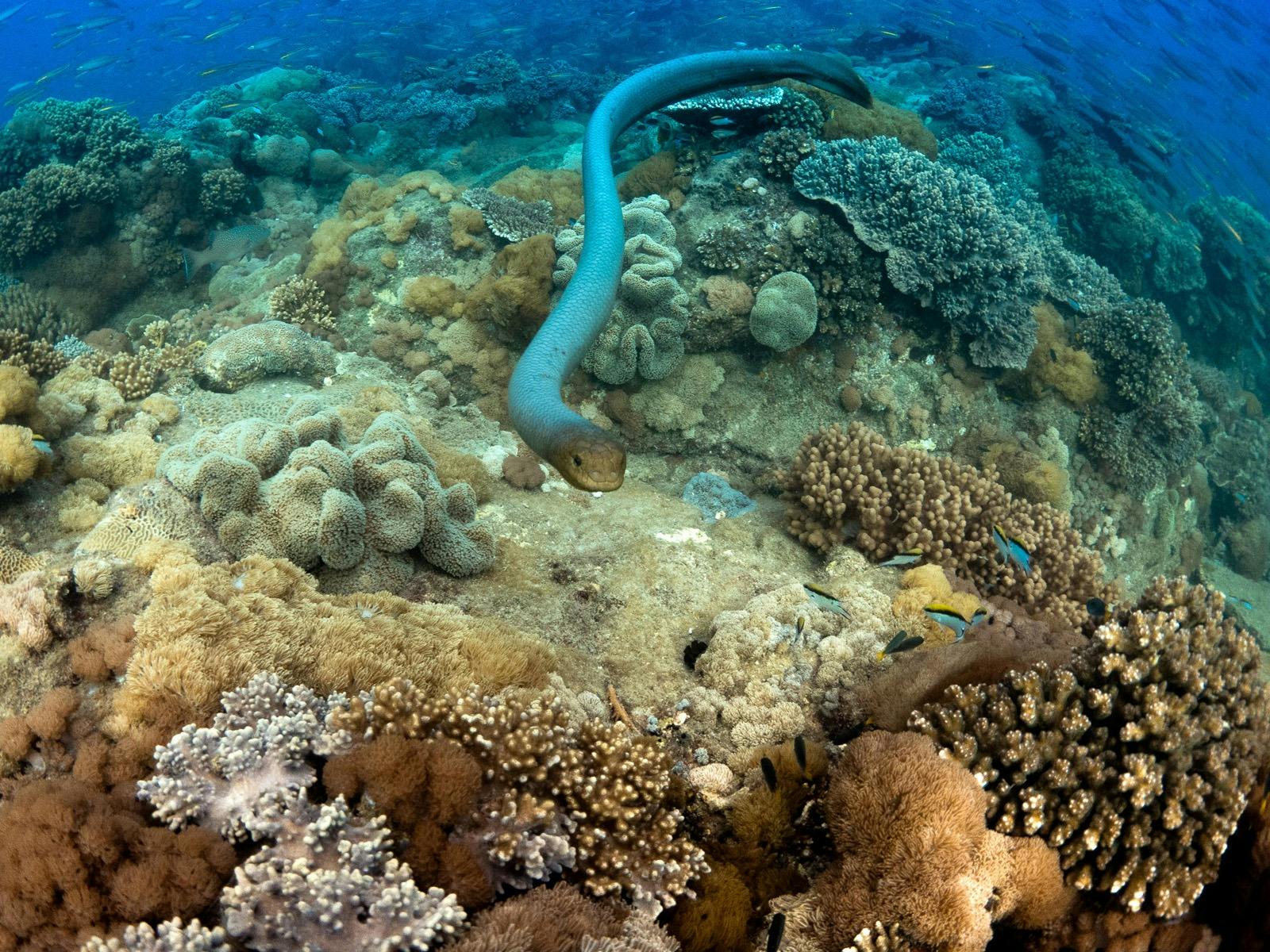Man and Wife Rocks Dive Site