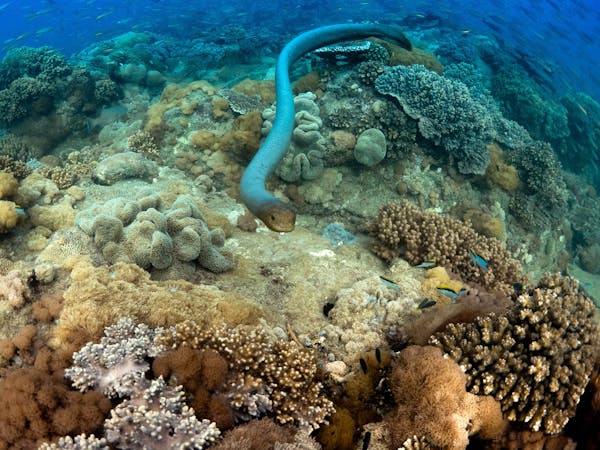 Man and Wife Rocks Dive Site