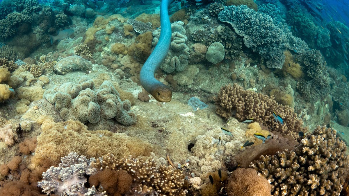 Sea Snake