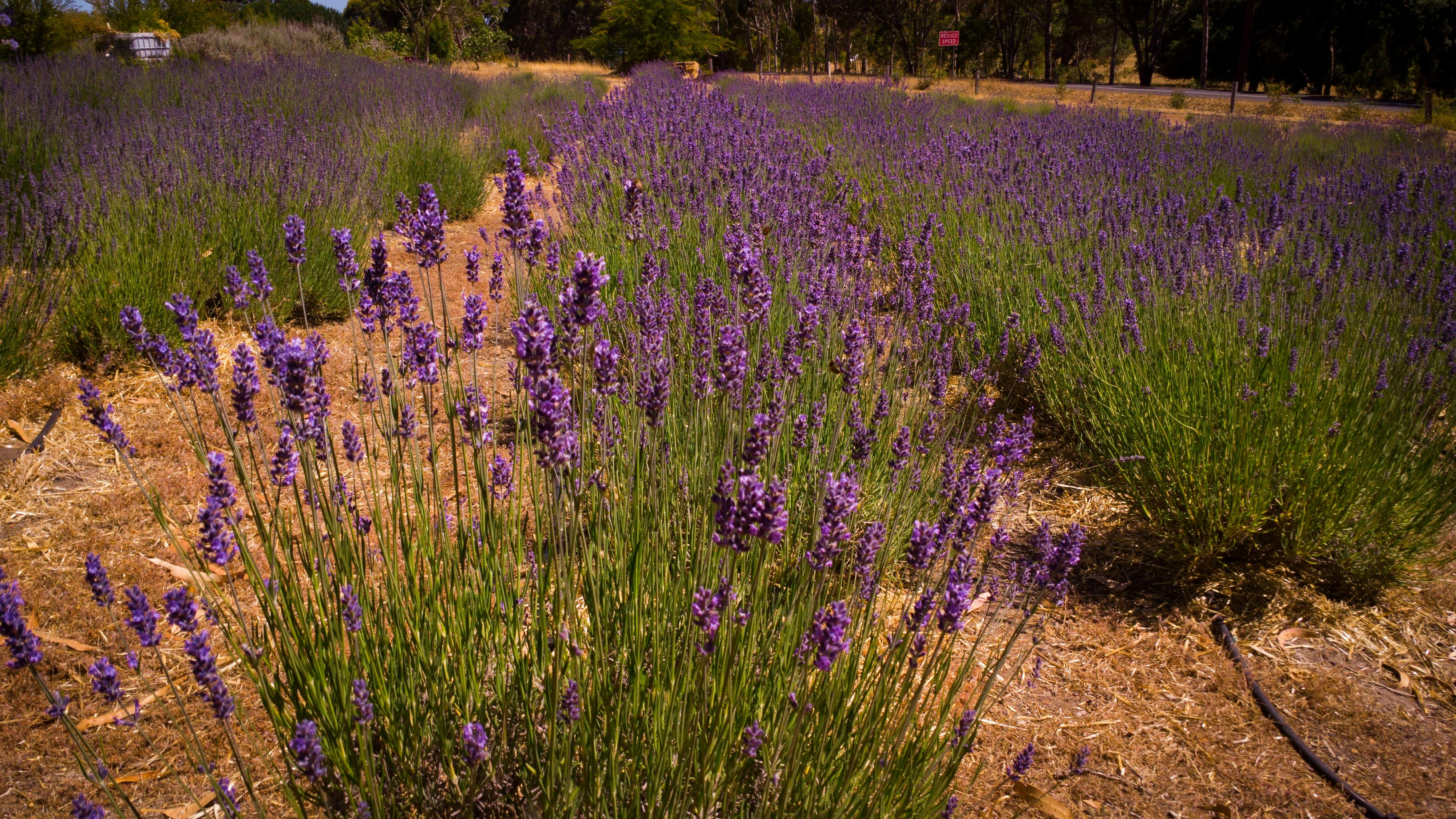 Nannup Lavender Farm Cafe and Campground
