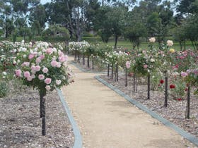 Victoria Park Rose Garden