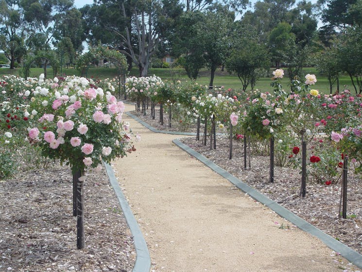 Victoria Park Rose Garden