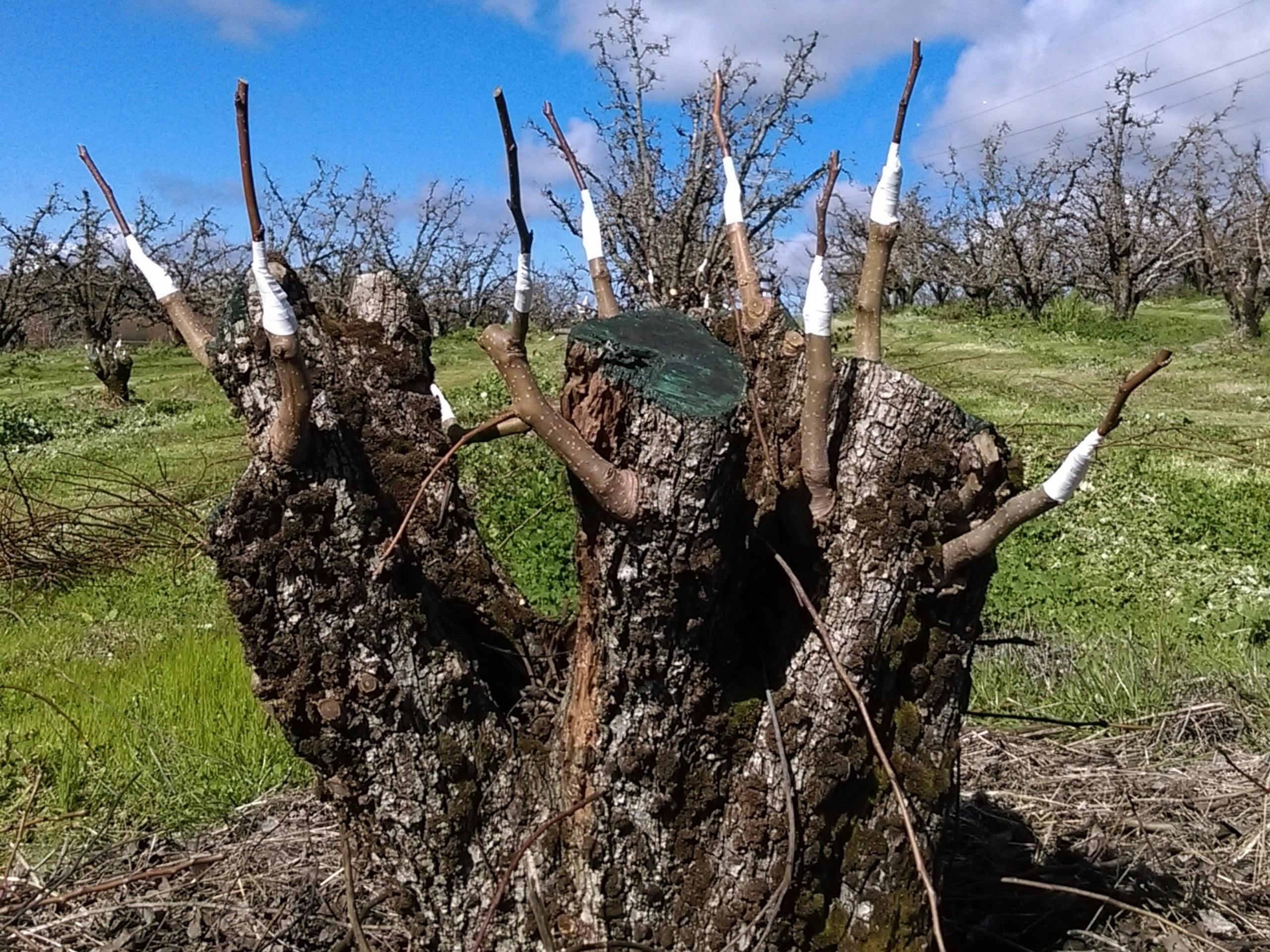 Paracombe Premium Perry - Grafting