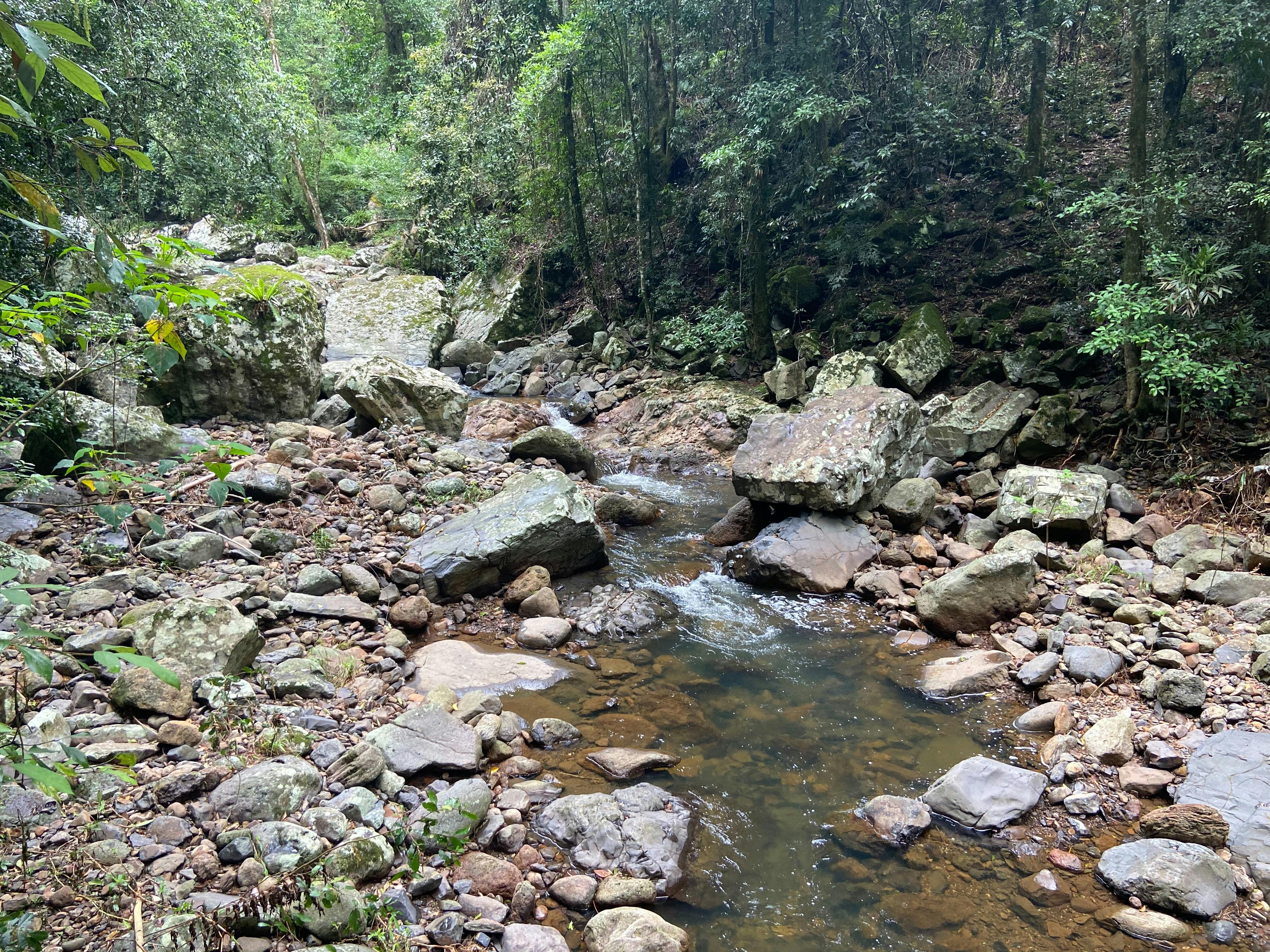 Springbrook and Tamborine Adventure