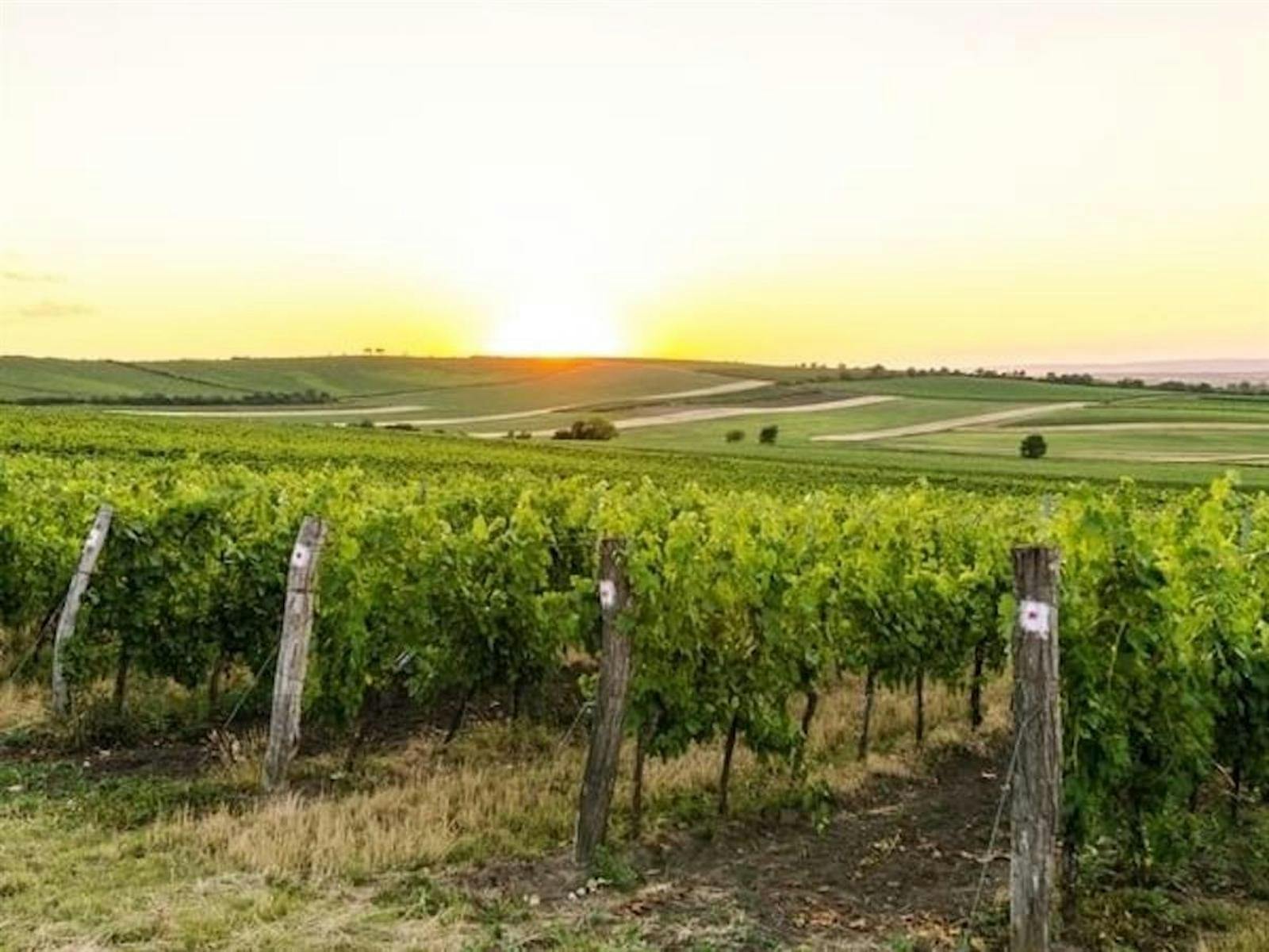 Torrent Wines edit