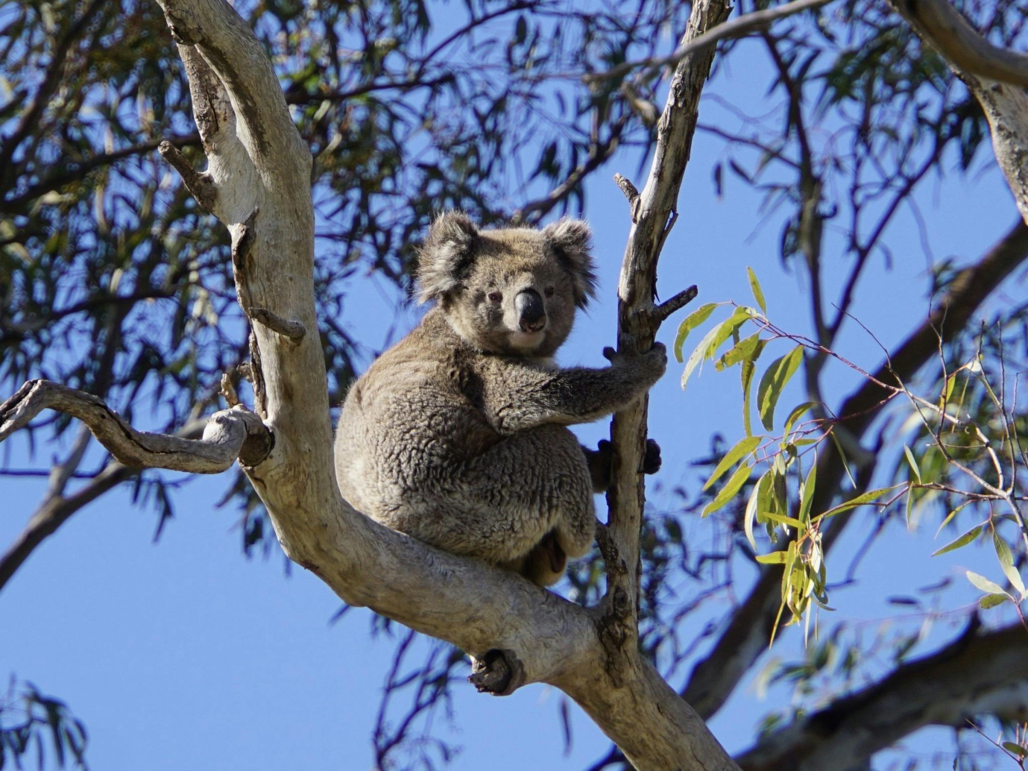 A koala is spotted in the canopy of a River red gum along the Murray River at Renmark