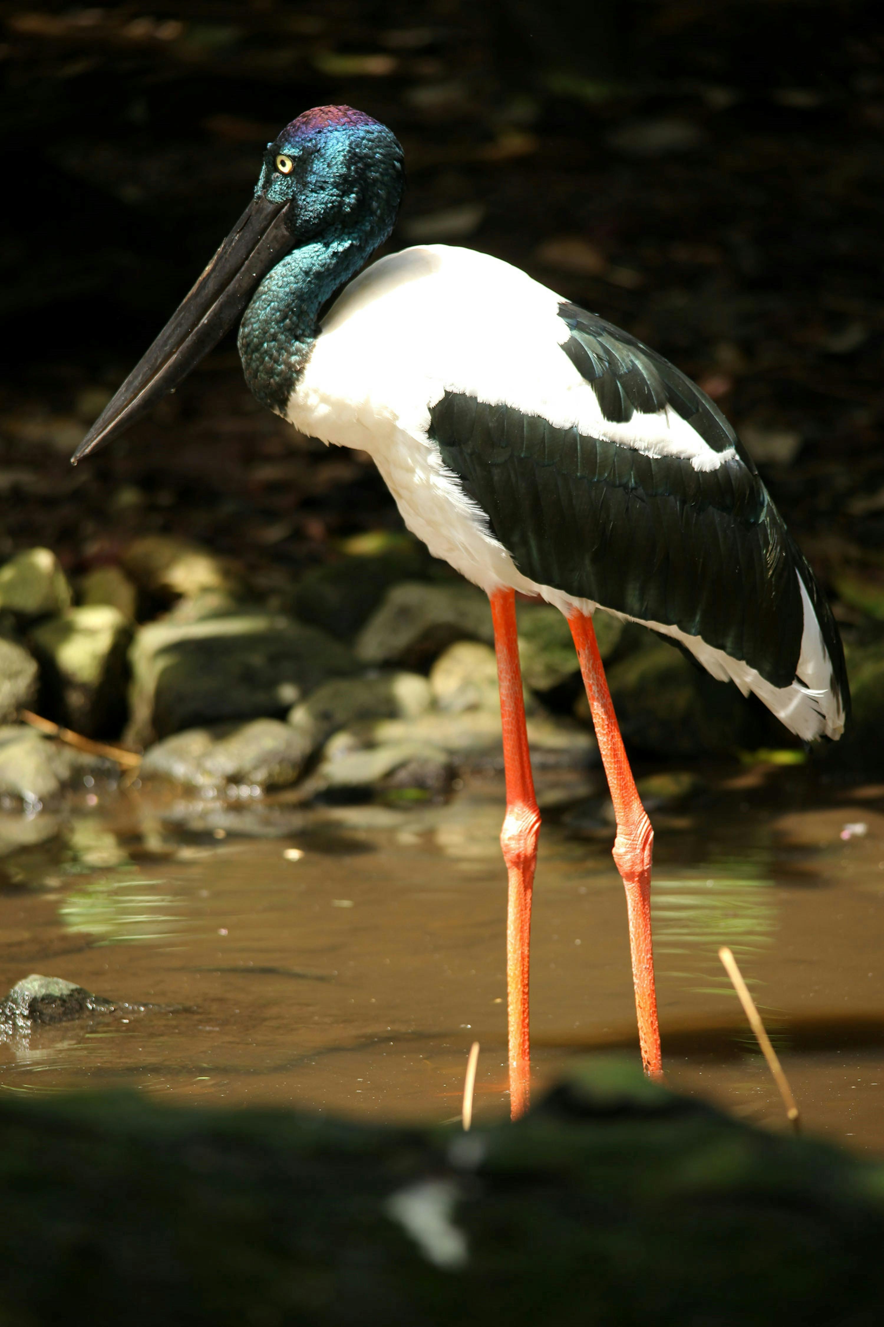 Jabiru Bird