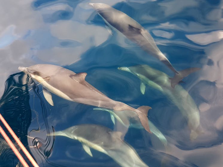 Close up dolphins in glassy conditions.