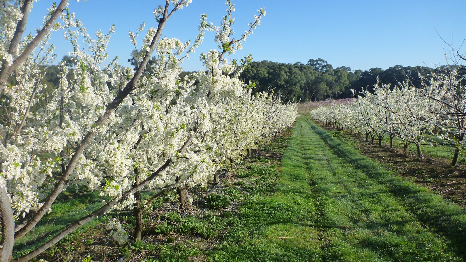 Rayner's Orchard