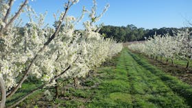 Blossom tours