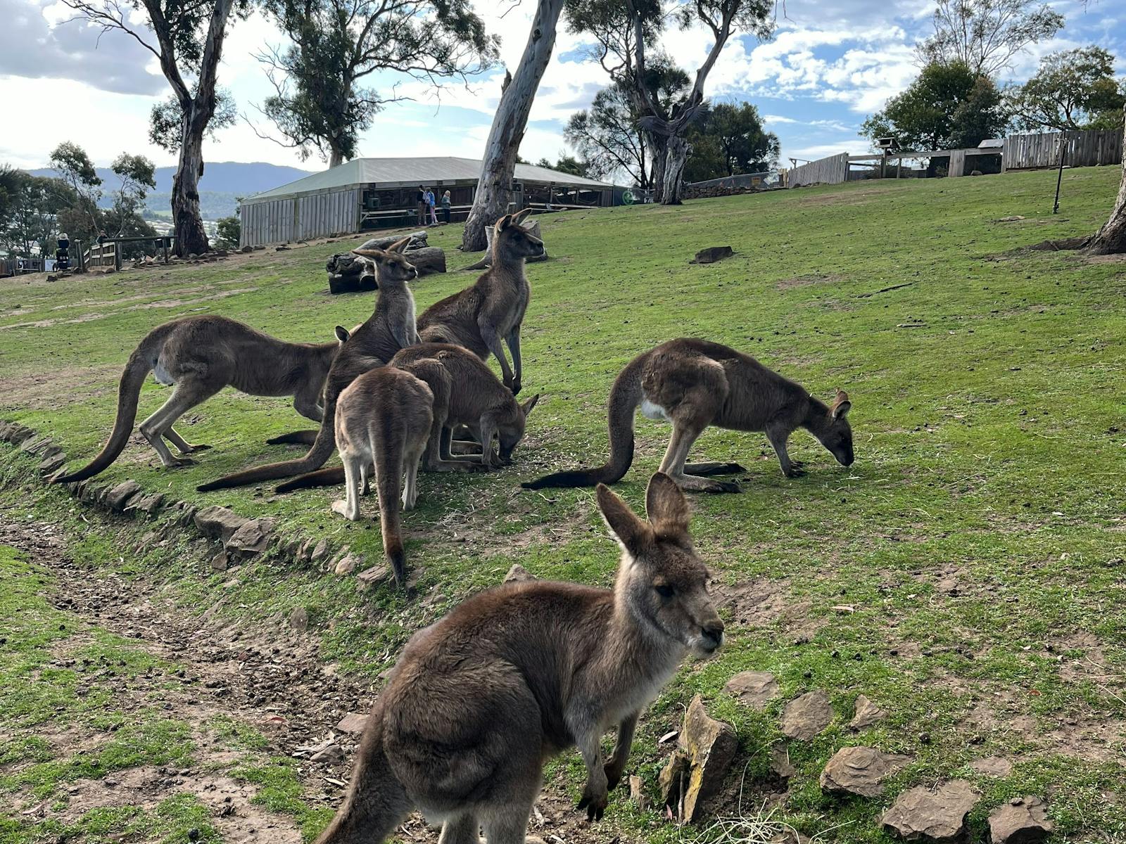 Group of Kangaroos on the grass