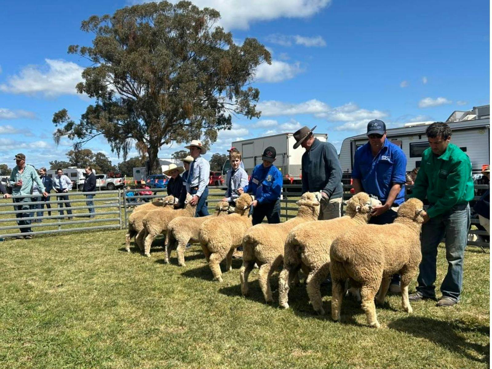 Sheep being judged