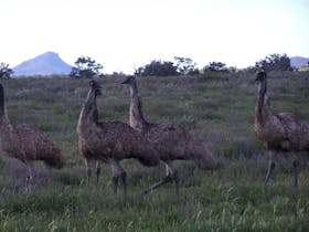 5 emu's running across the plain