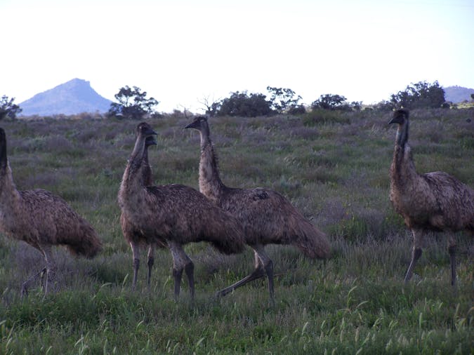 Catninga Flinders Ranges