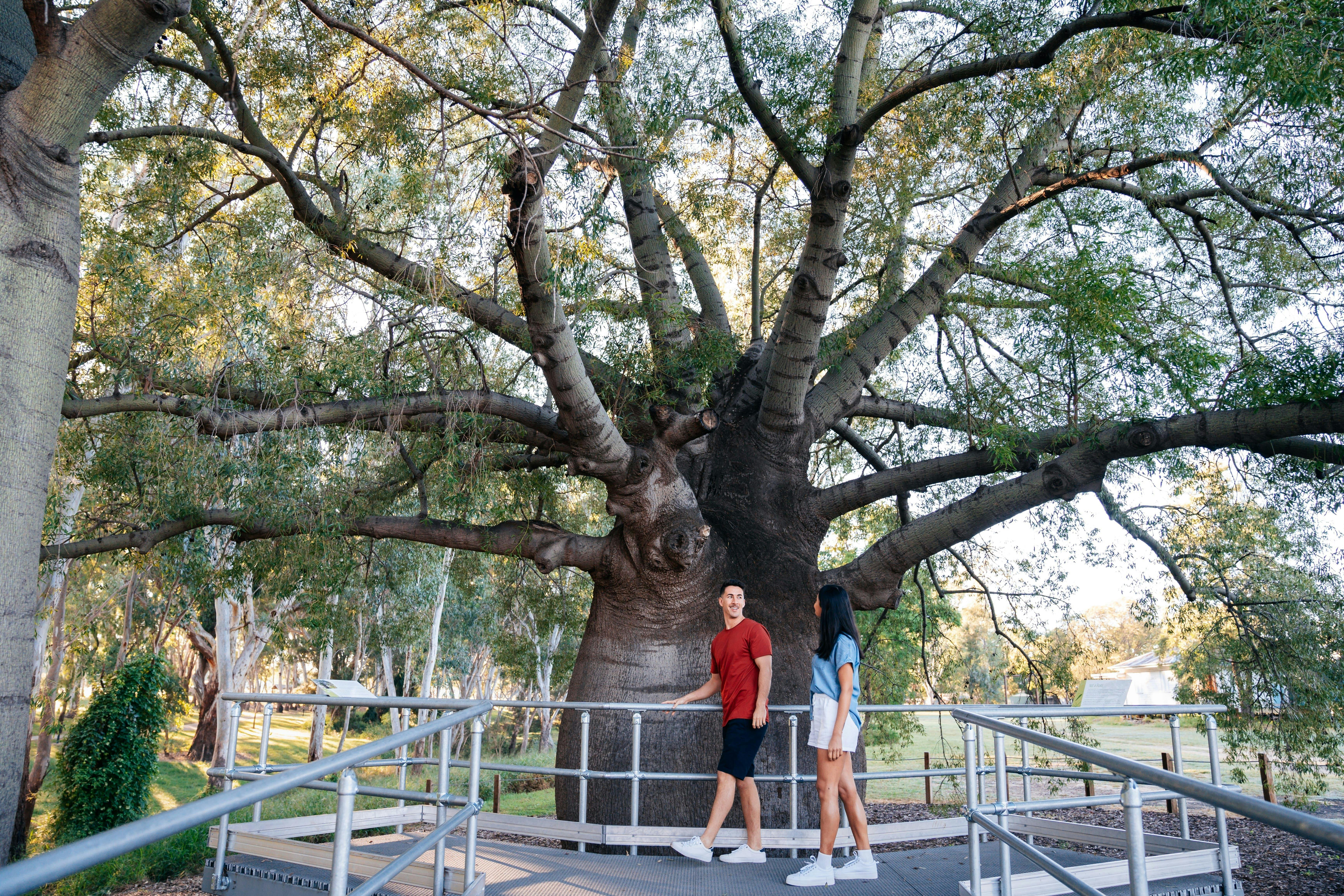Roma's Largest Bottle Tree