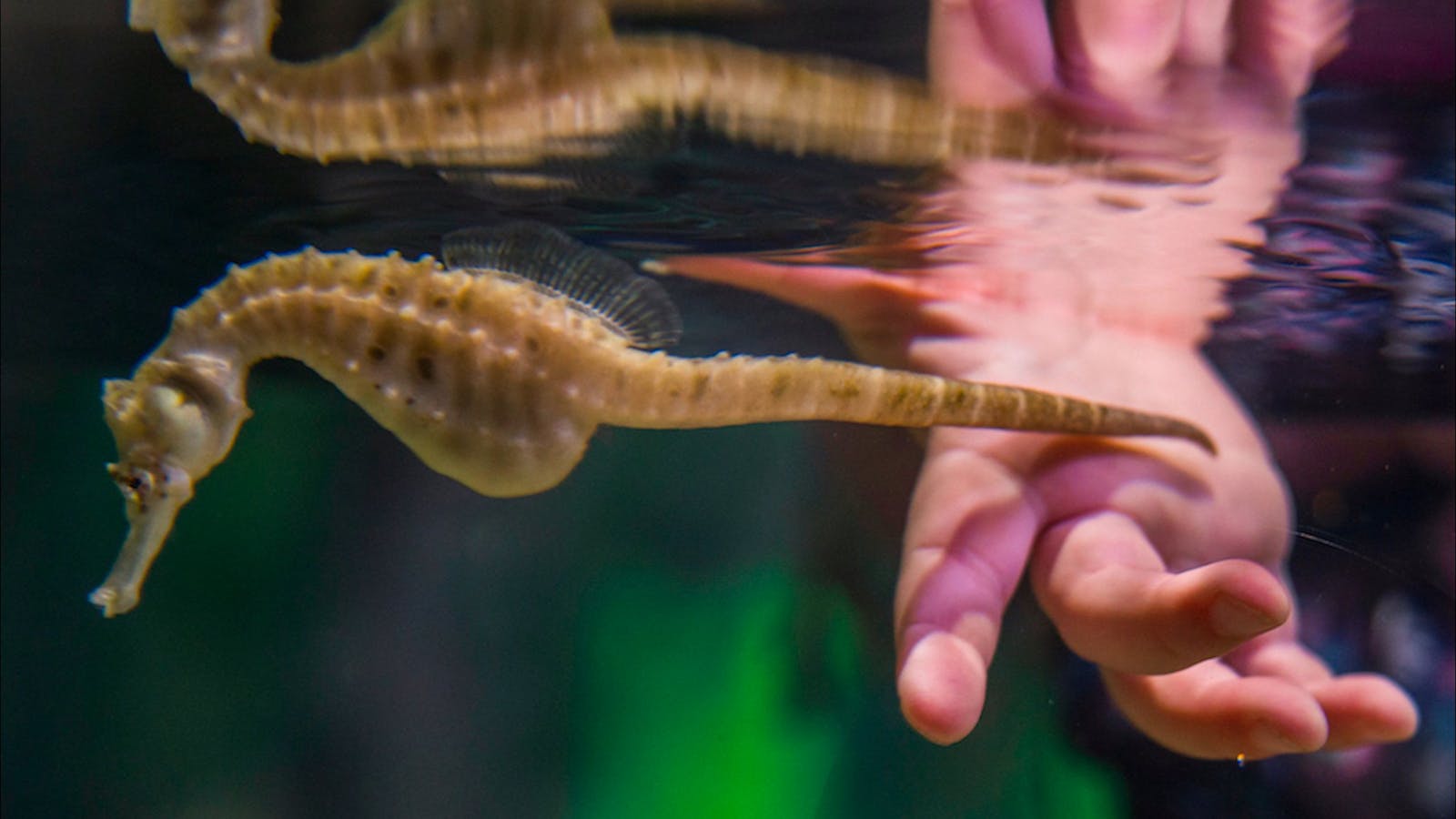 Seahorse World