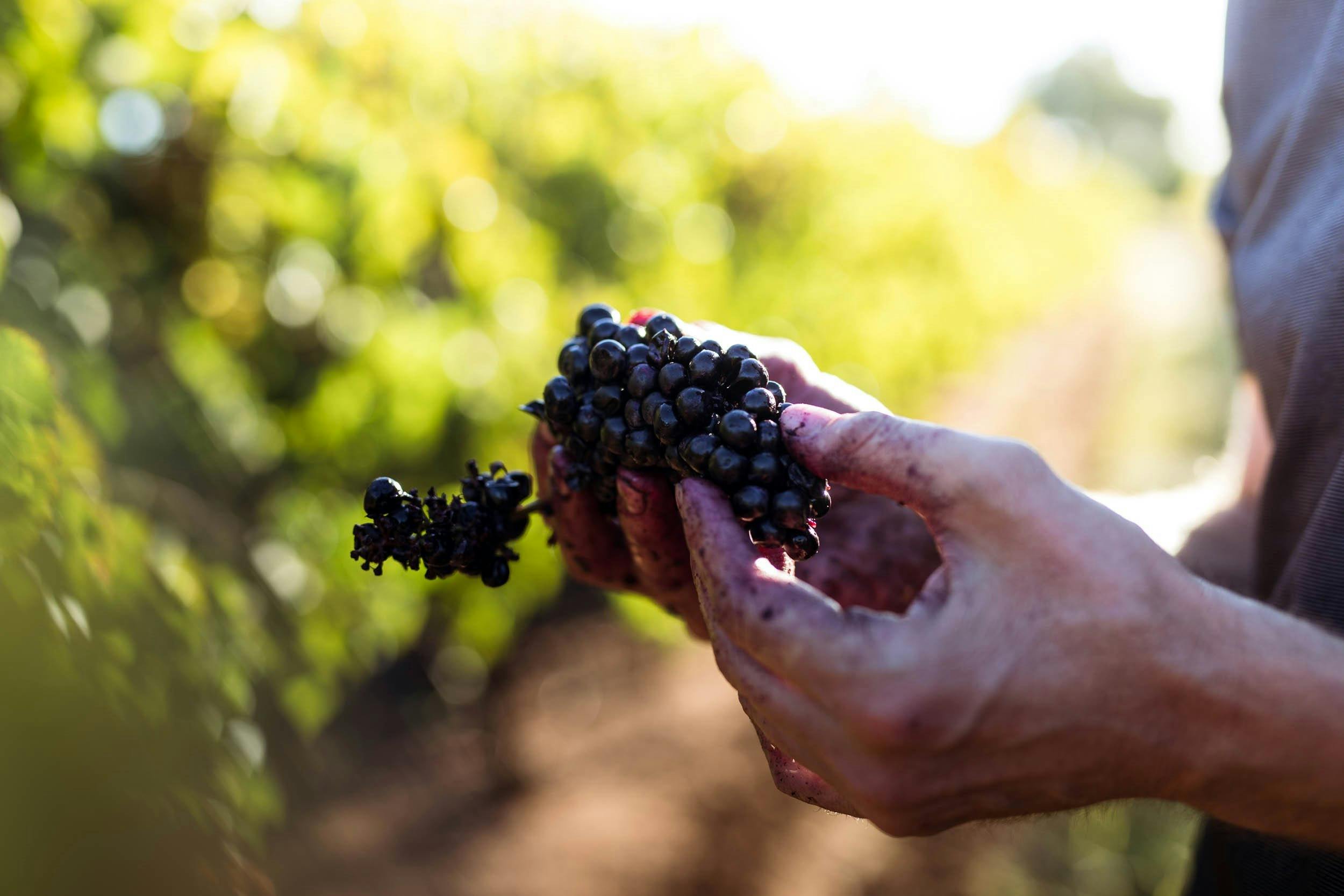 Vineyards, Winery and Cellar Door all located onsite