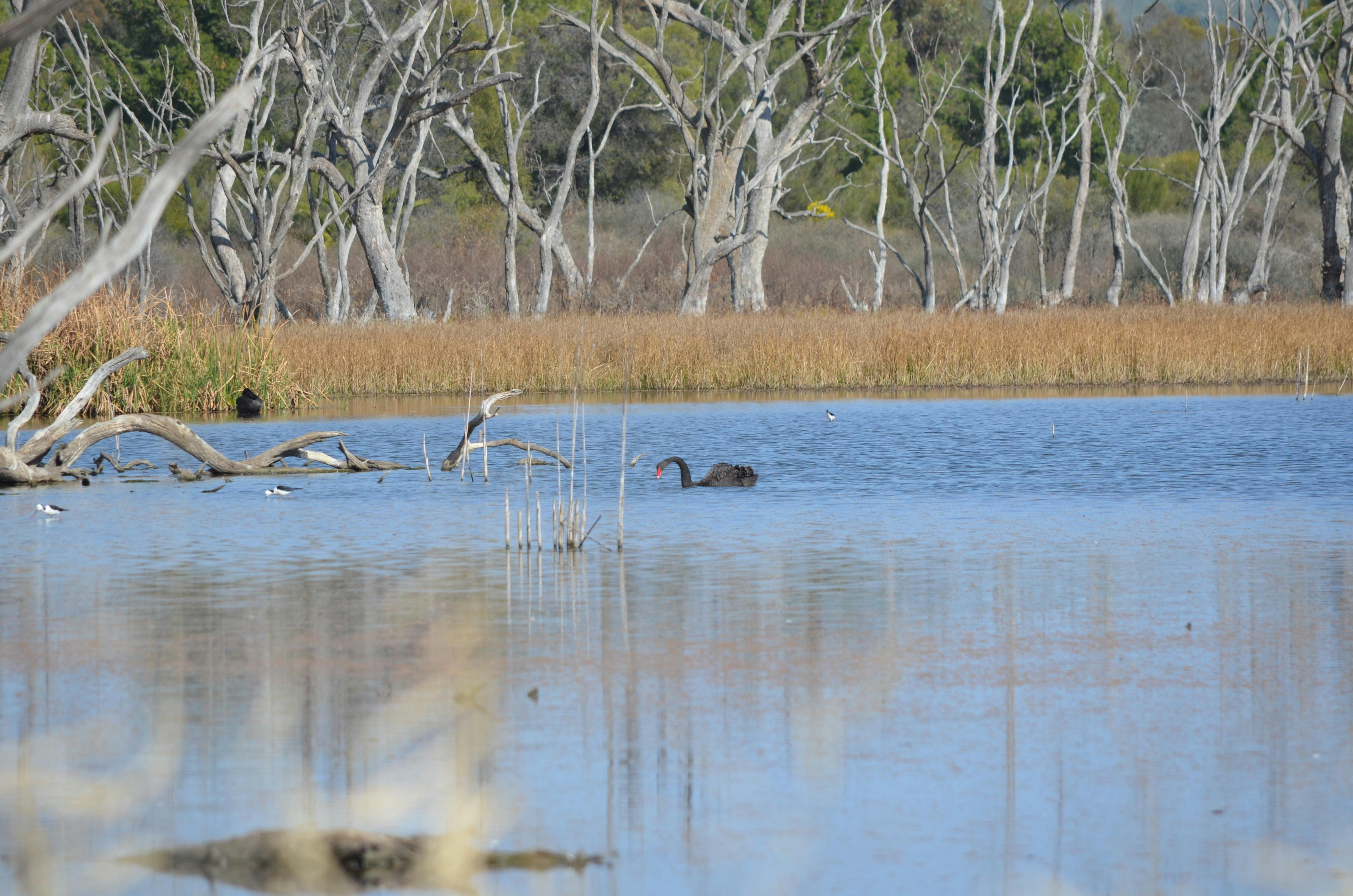 Campbell's Wetlands - Black Swan