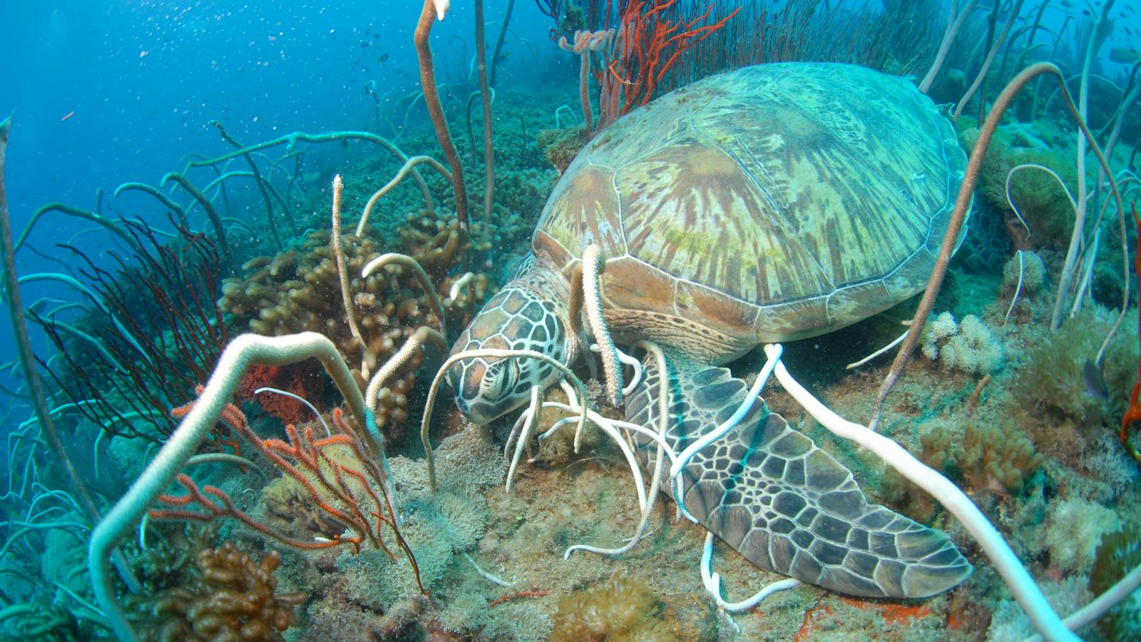 Yongala Wreck - Adrenalin Dive