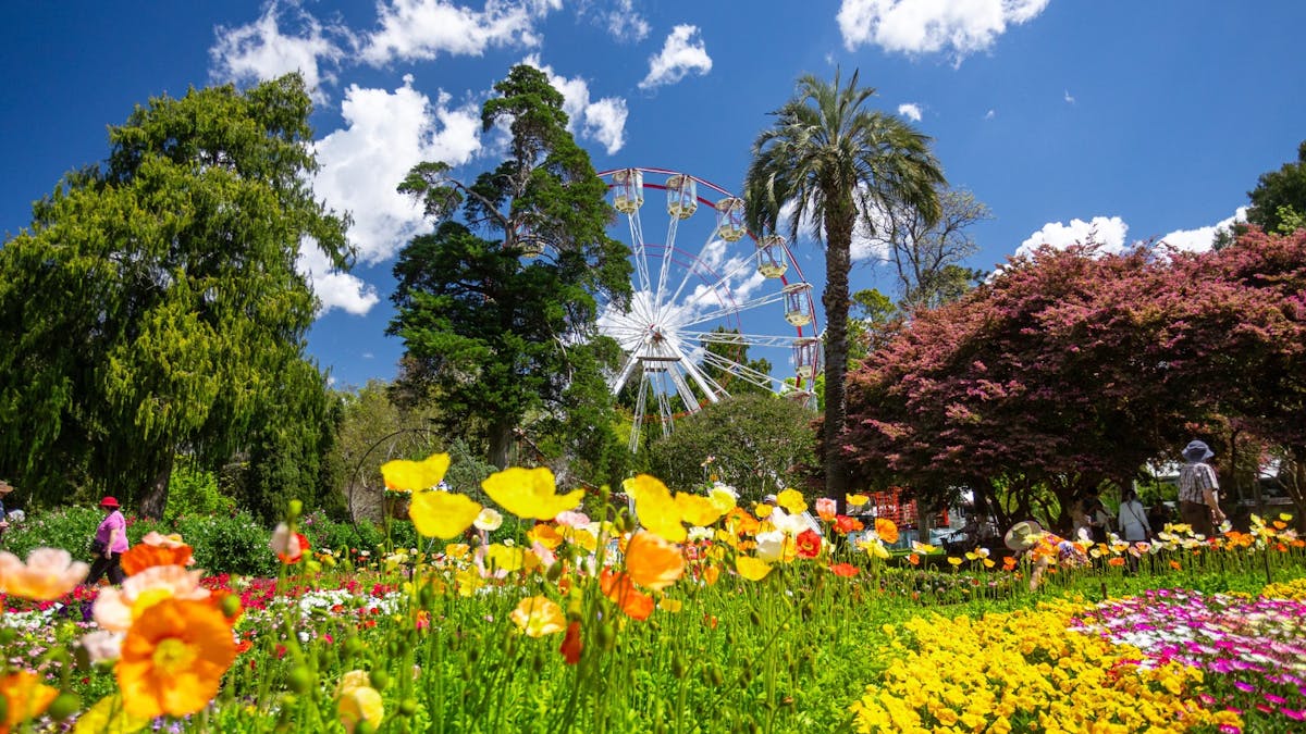 Brightly flowering gardens in a park. A Ferris Wheel is visible in the background.