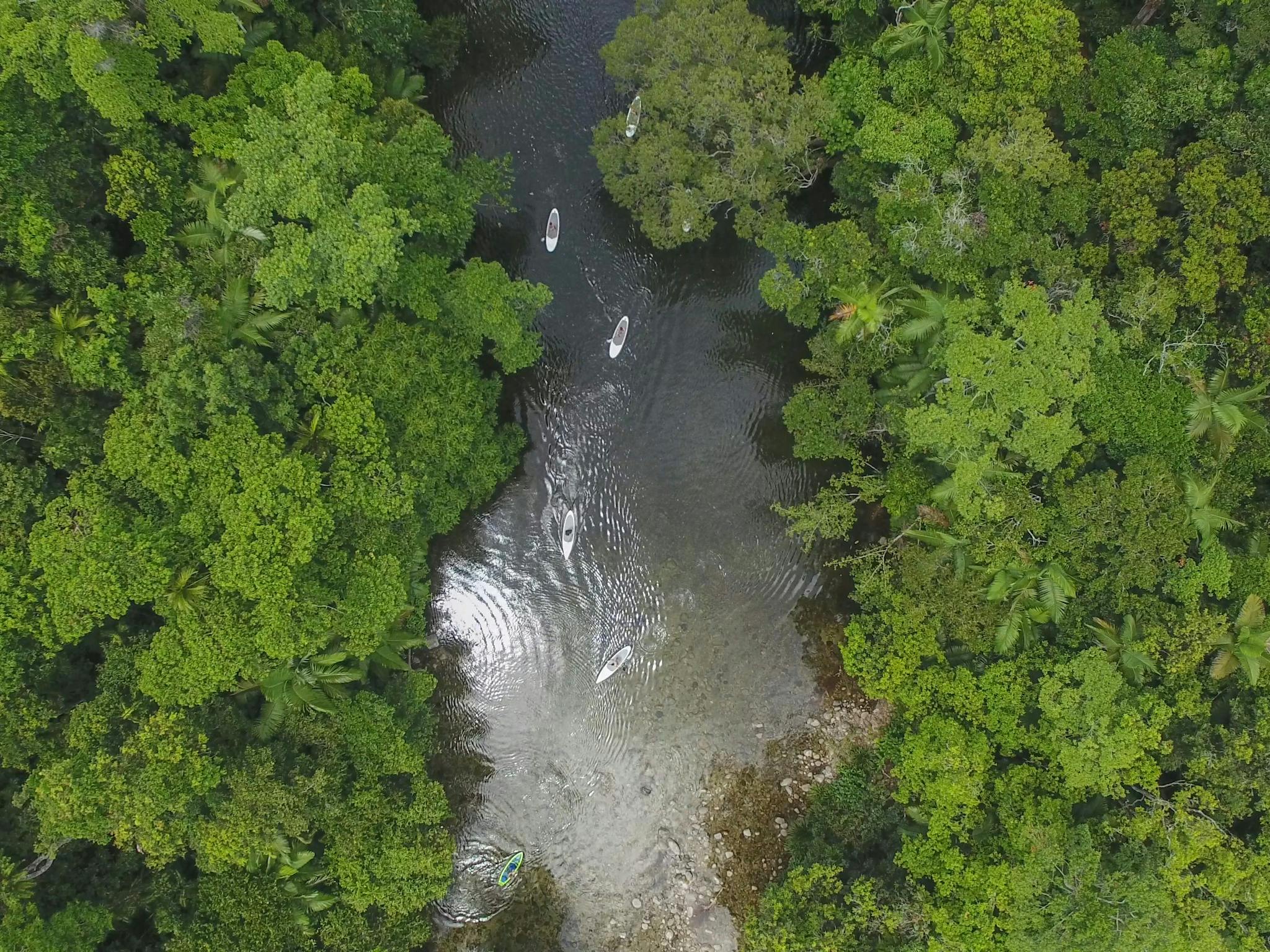 Great way to explore the tropical rainforest - it's like bush walking but without leaving footprints Great way to explore the tropical rainforest - it's like bush walking but without leaving footprints